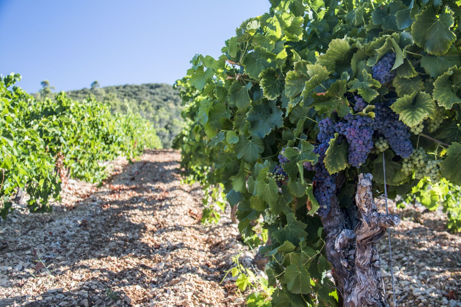 Canon EF-S 18-200mm F3.5-5.6 IS sample photo. Vineyards, vine, grape photography