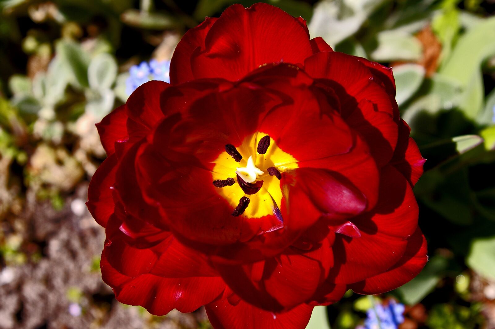 Pentax *ist DL2 sample photo. Tulips, red tulips, red photography