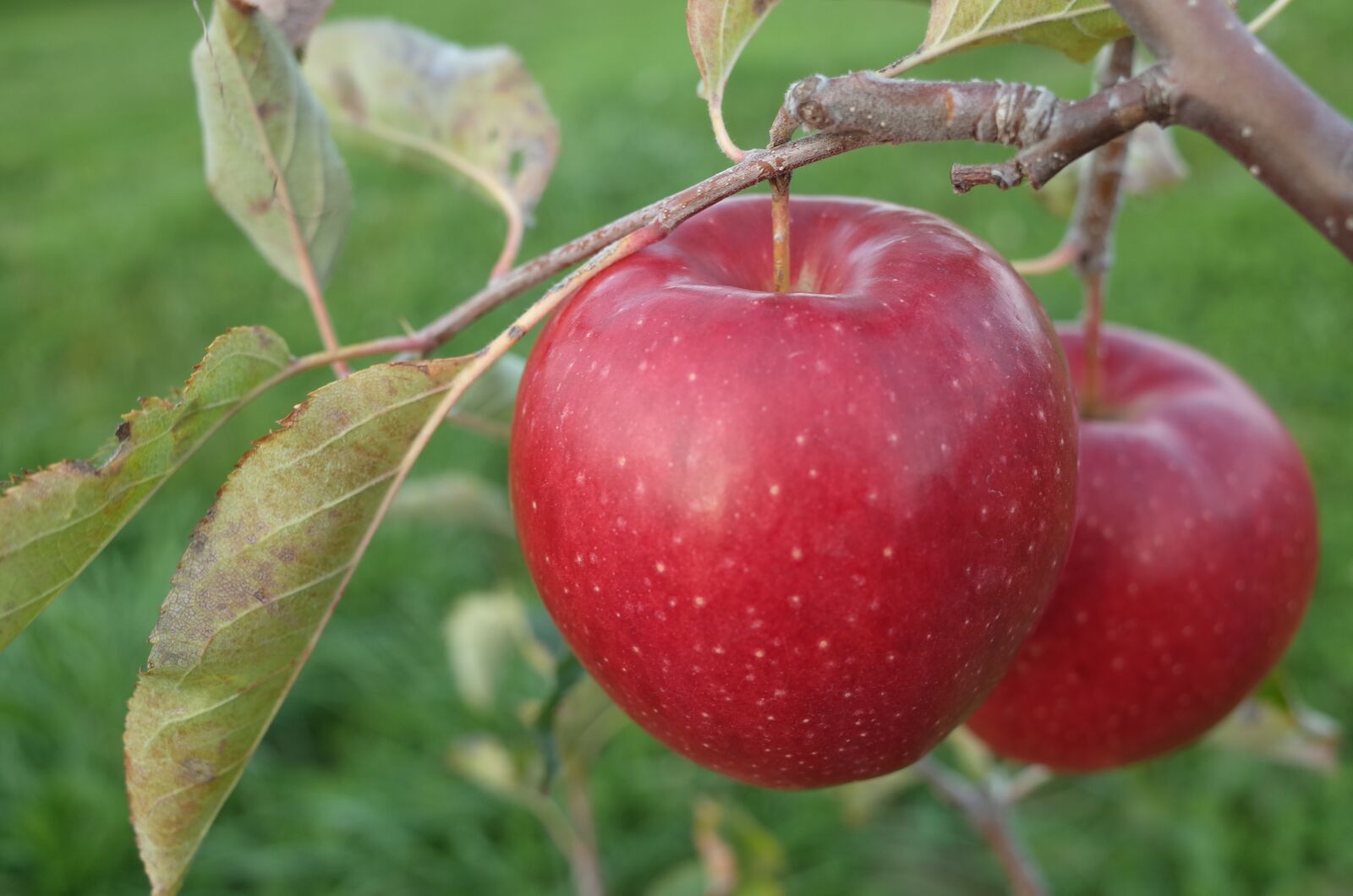 GR Lens sample photo. Apples, red, fruit photography