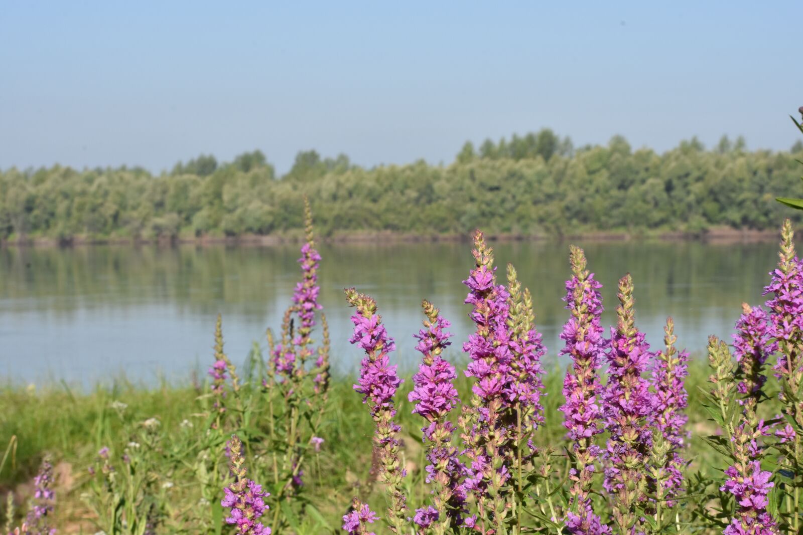 Nikon D3400 sample photo. Flowers, forest, beach photography