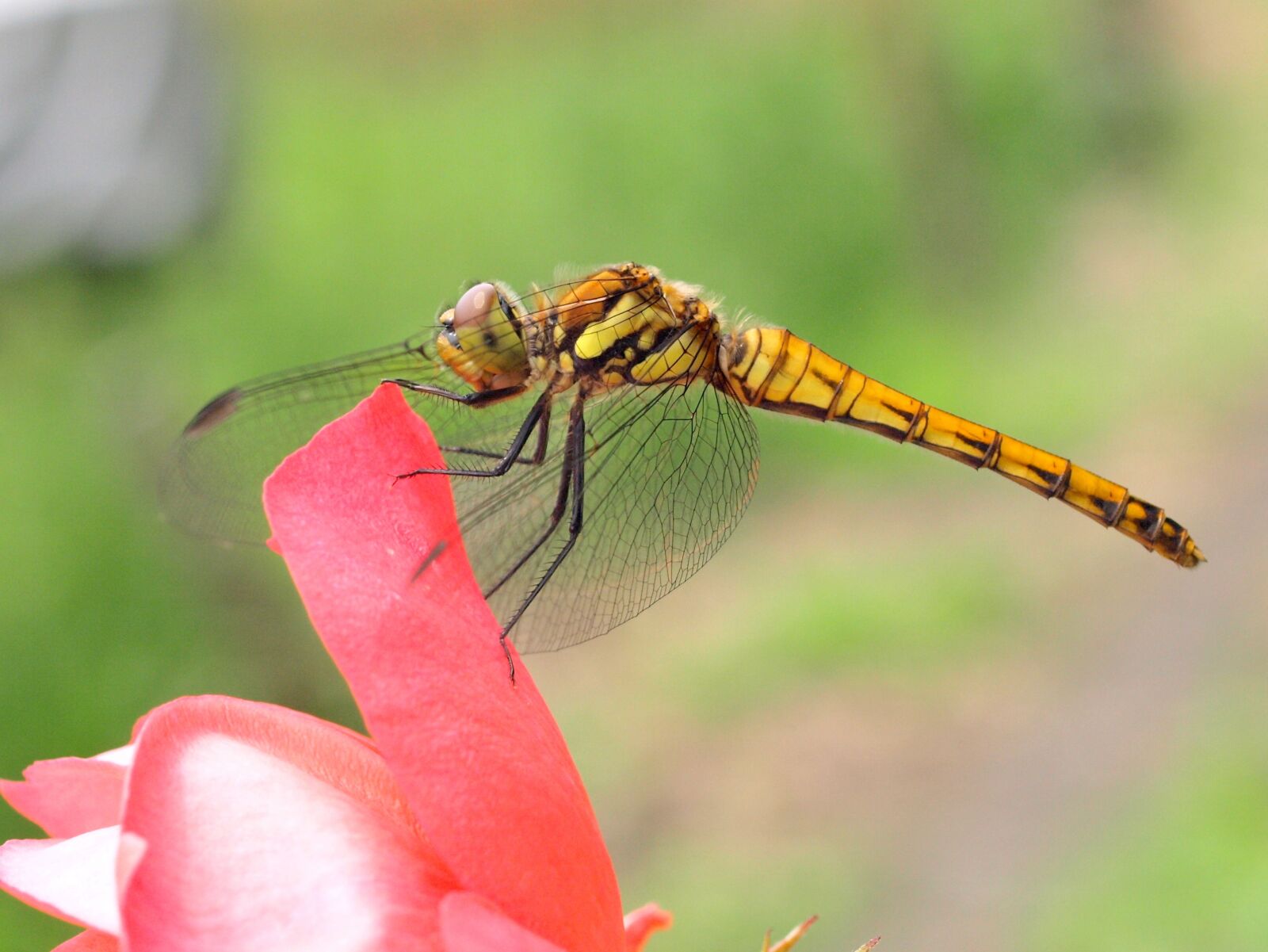 Olympus E-510 (EVOLT E-510) sample photo. Dragonfly, seasonal, summer photography