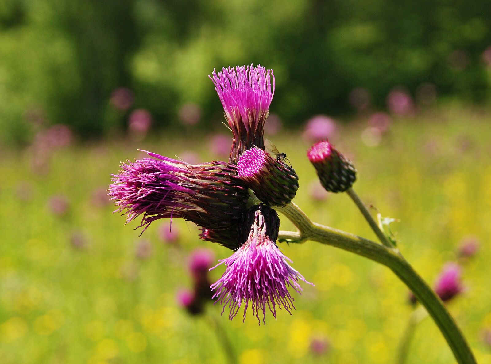 Nikon D80 sample photo. Thistle, mountains, beskids photography