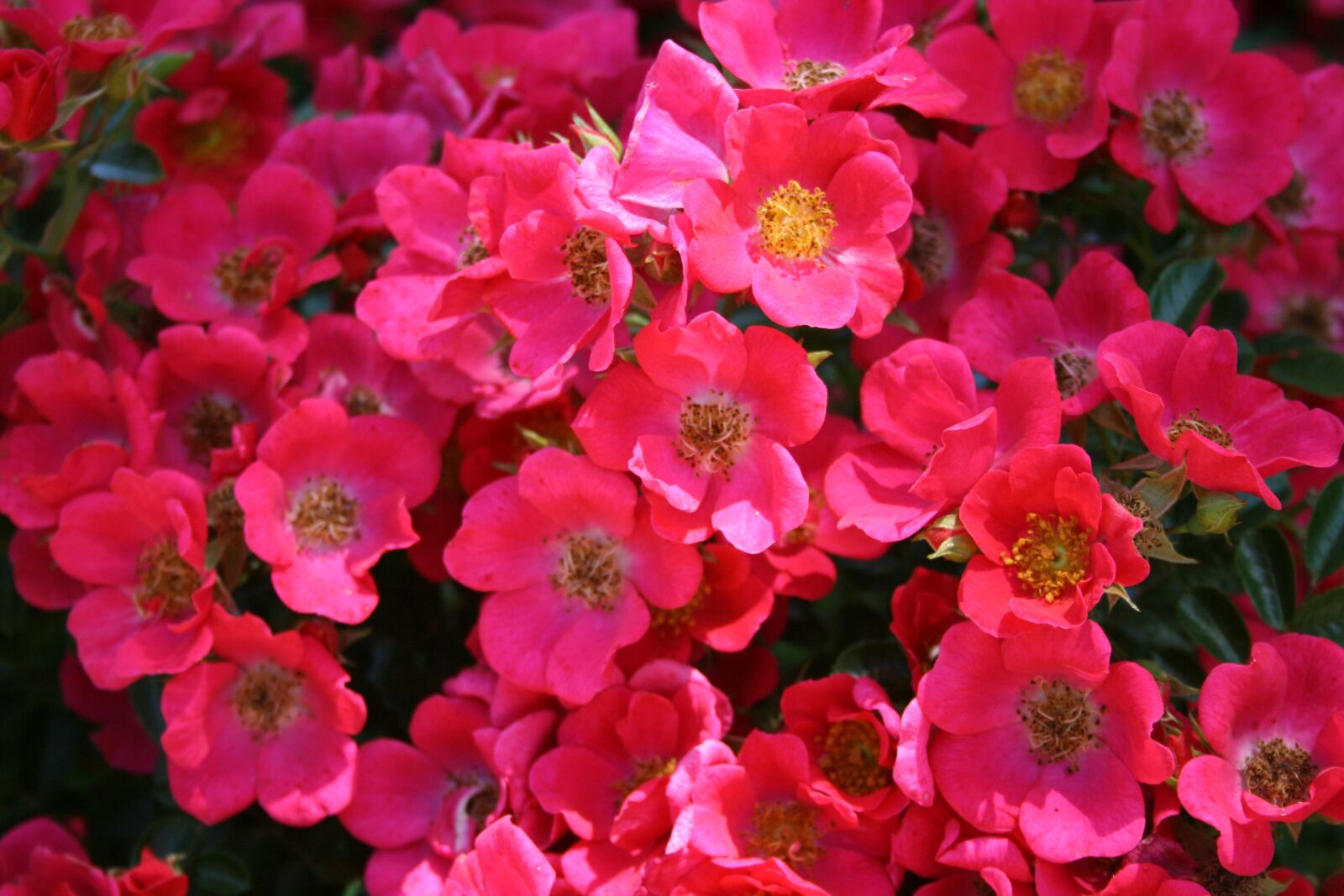 Canon EOS 400D (EOS Digital Rebel XTi / EOS Kiss Digital X) sample photo. Red, pink, flowers photography