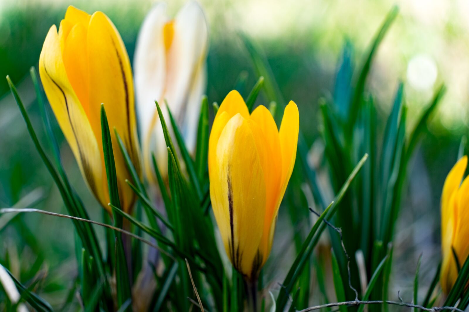 Fujifilm X-T10 sample photo. Krokus, yellow, spring photography