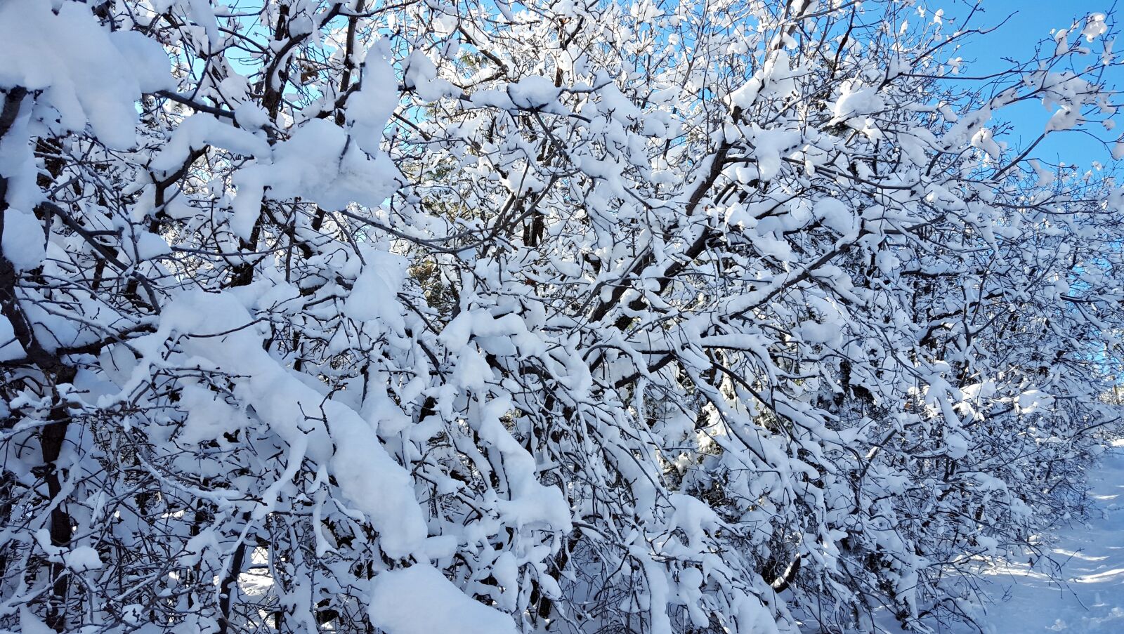 Samsung Galaxy S6 sample photo. Snow, trees, winter photography
