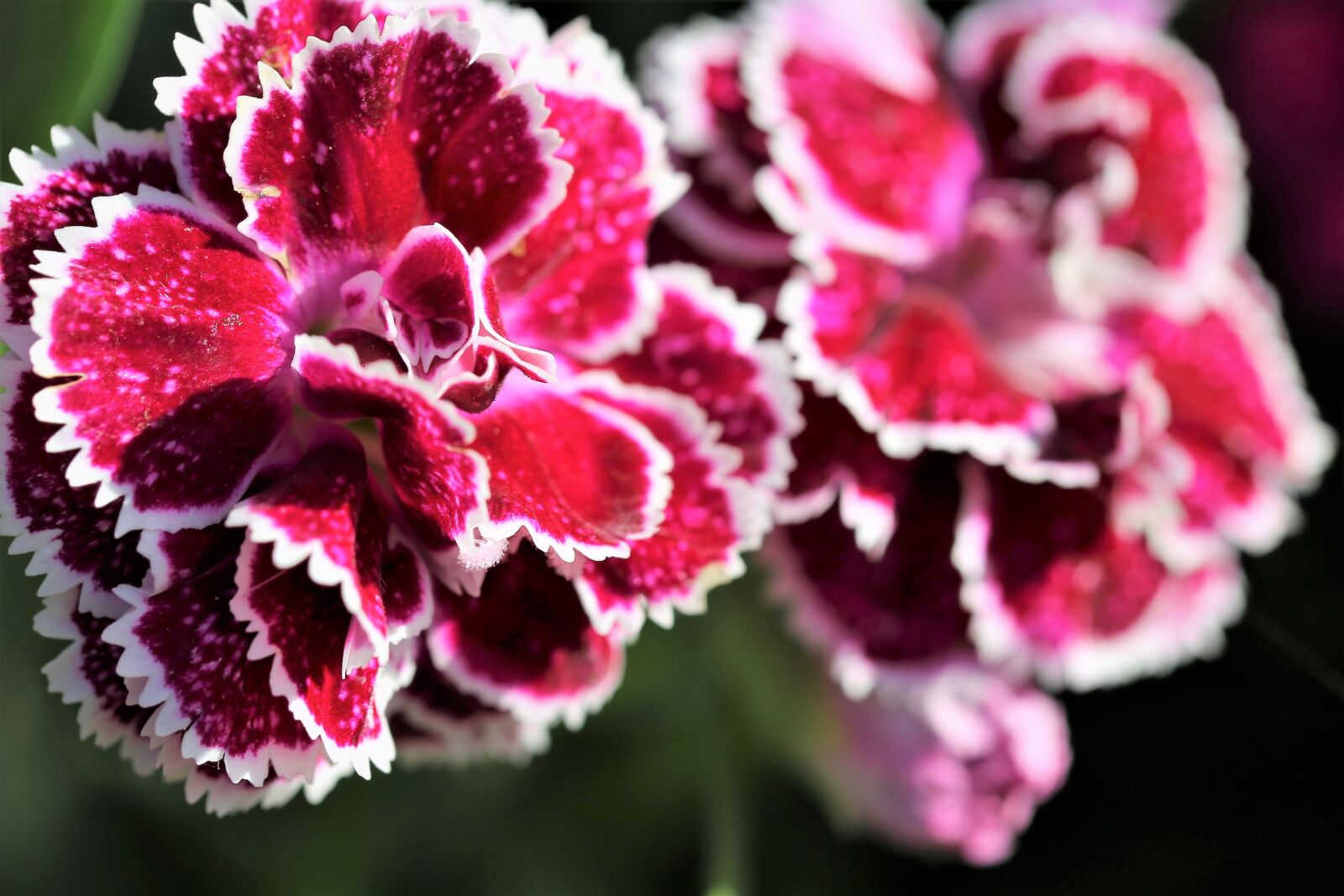 Canon EOS 6D + Canon EF 100mm F2.8 Macro USM sample photo. Violet carnations, flowers, blooming photography