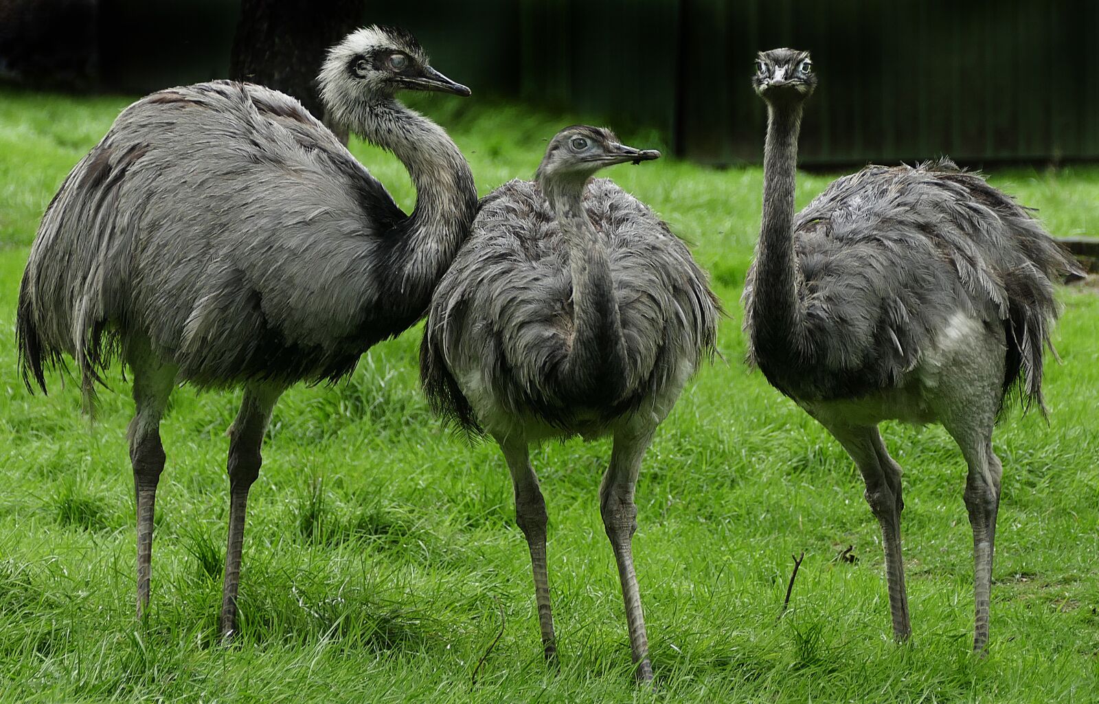 Panasonic Lumix DMC-FZ1000 sample photo. Rhea bird, flightless bird photography