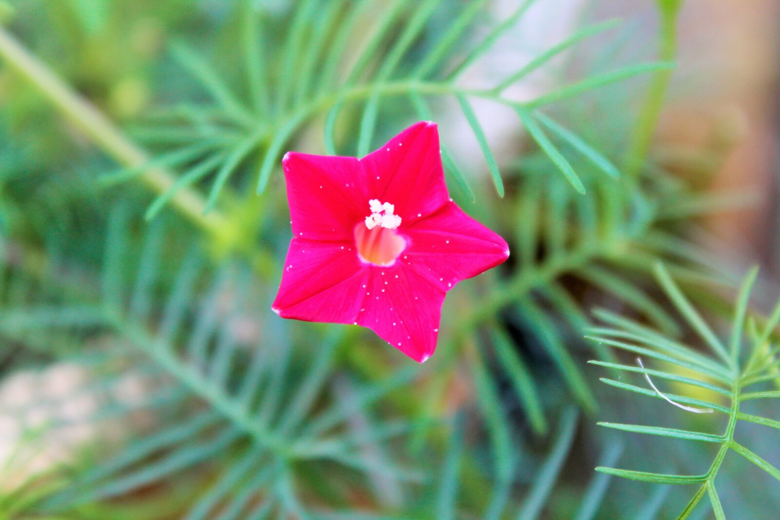 Canon EOS 1300D (EOS Rebel T6 / EOS Kiss X80) sample photo. Flower, pink, leaf photography