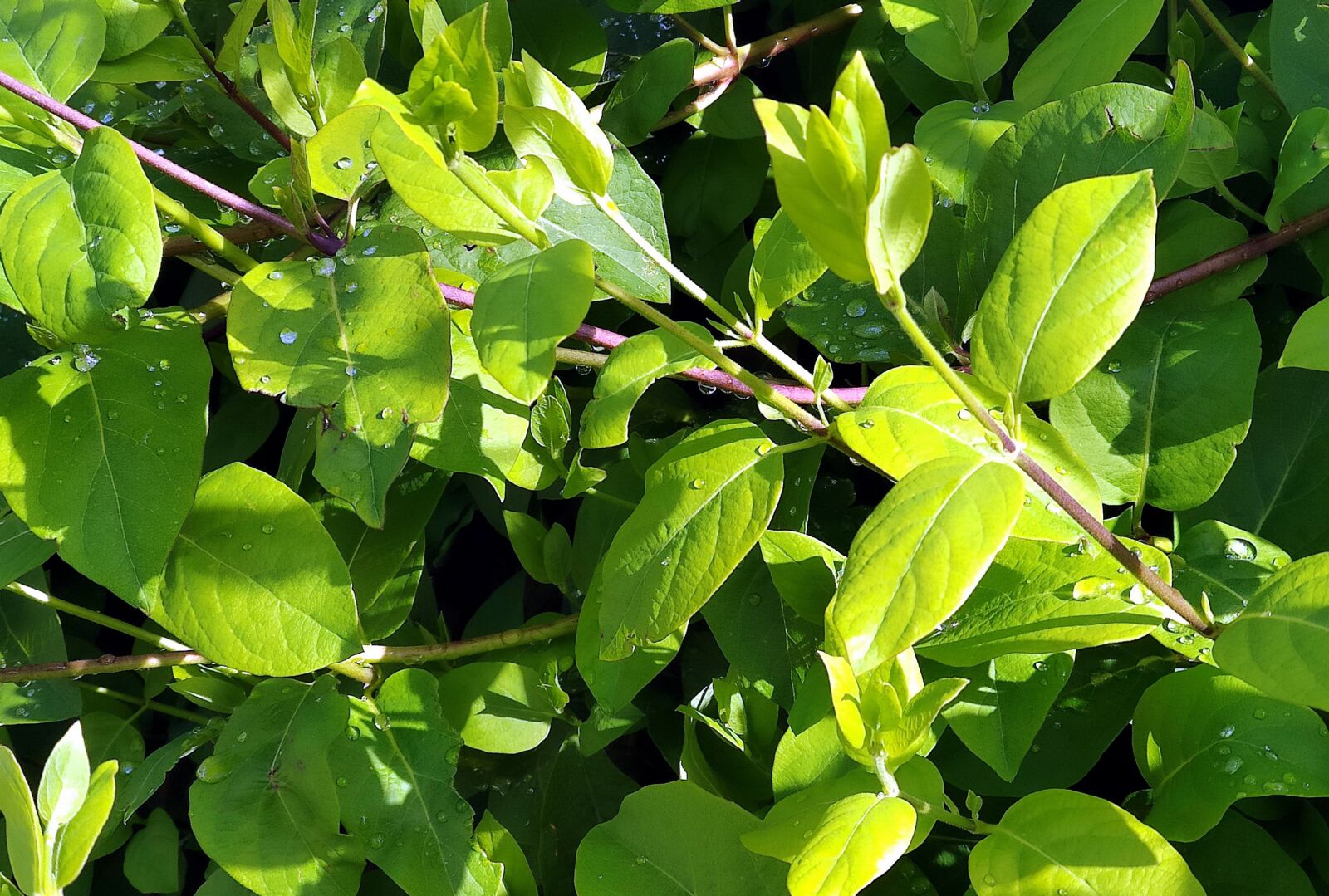 Xiaomi Mi 9T sample photo. Drops, spray, nature photography