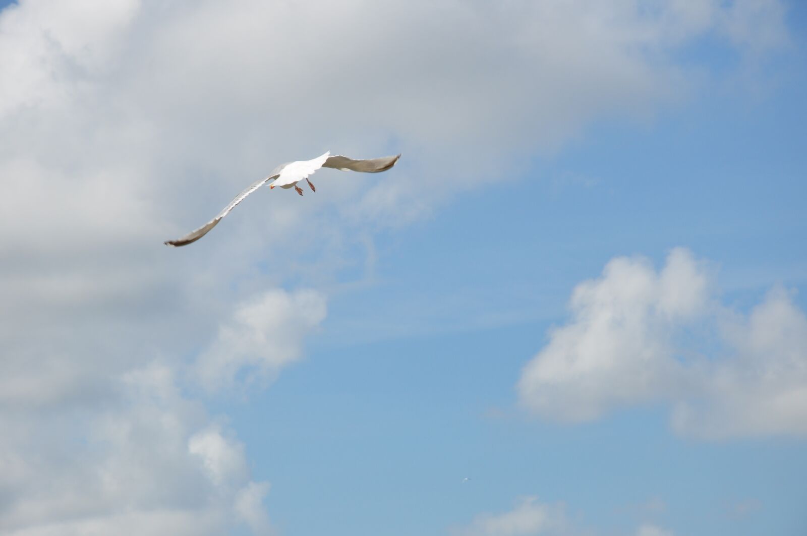 Nikon D90 sample photo. Flight, sky, air photography
