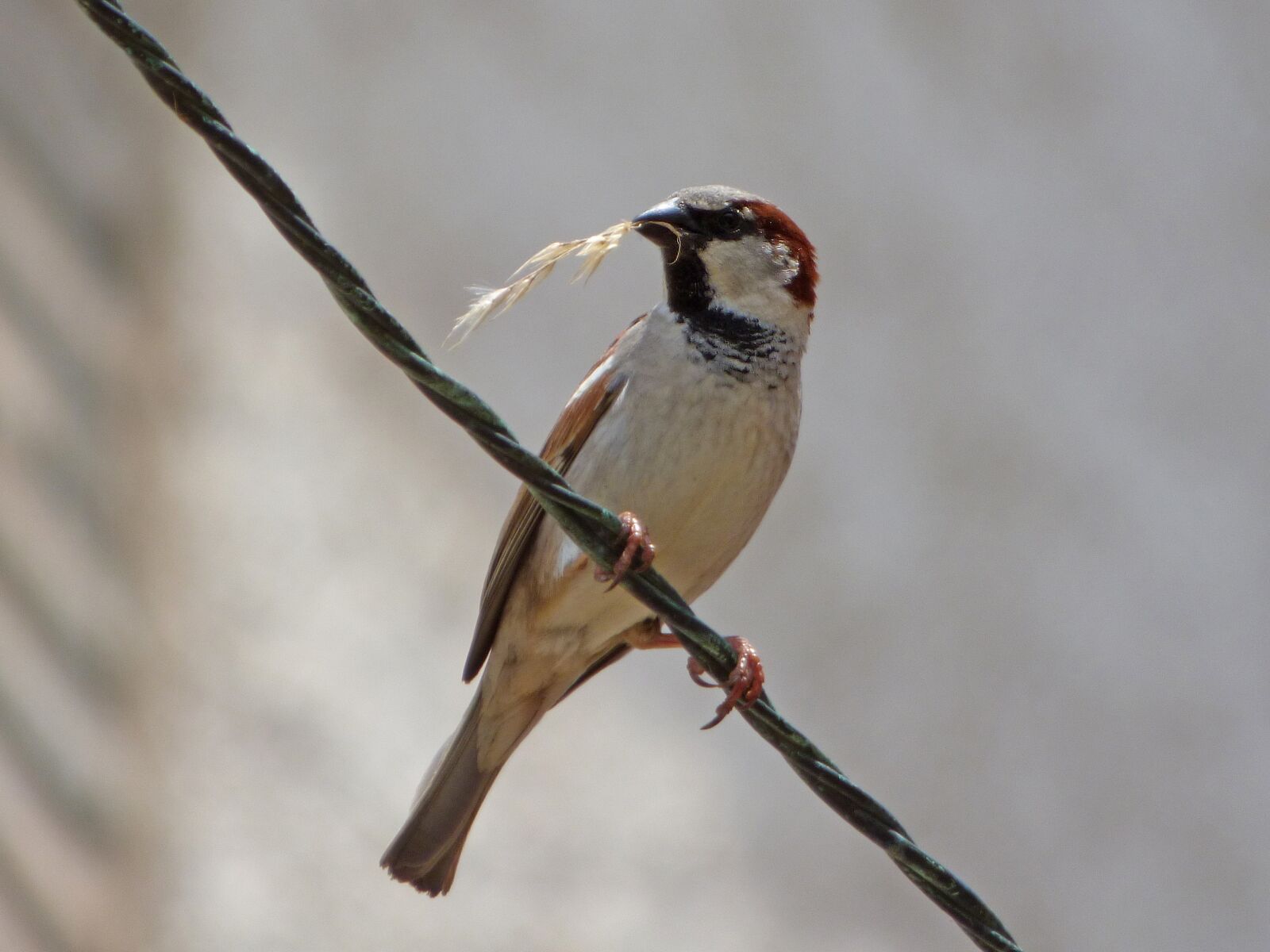 Panasonic Lumix DMC-FZ70 sample photo. Sparrow, pardal, twig photography
