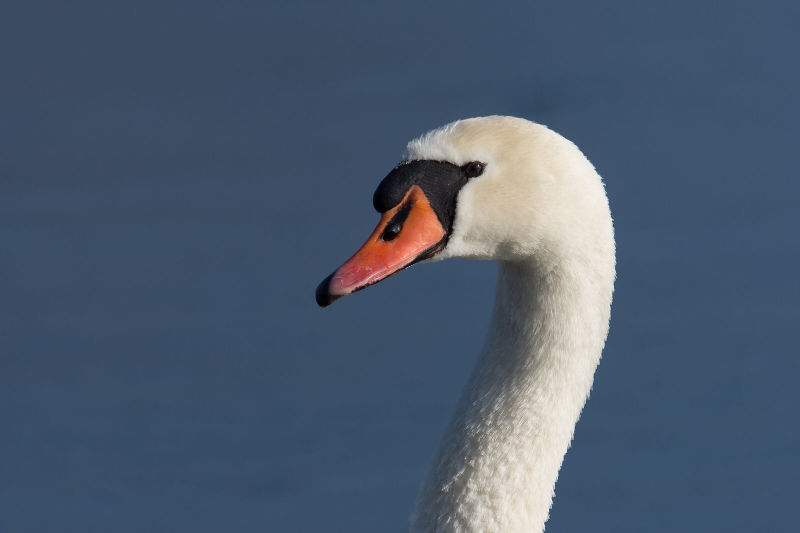 Nikon D7200 sample photo. Bird, nature, animal world photography
