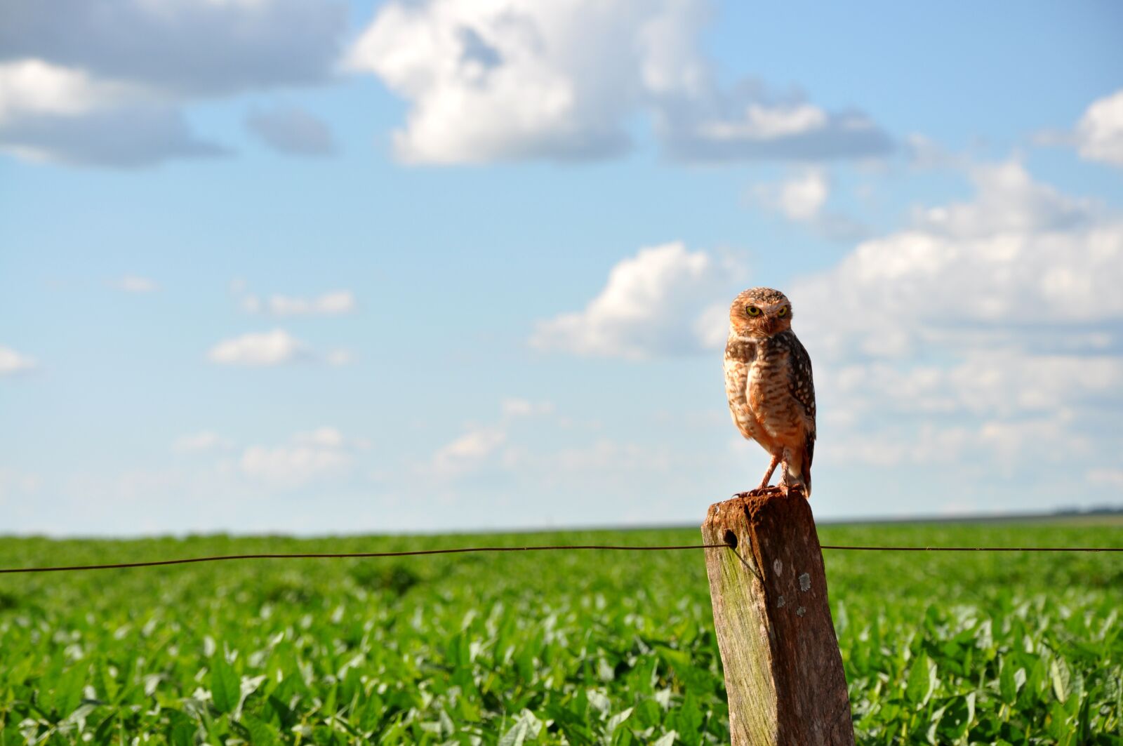 Nikon D90 sample photo. Owl, cerrado, soybeans photography