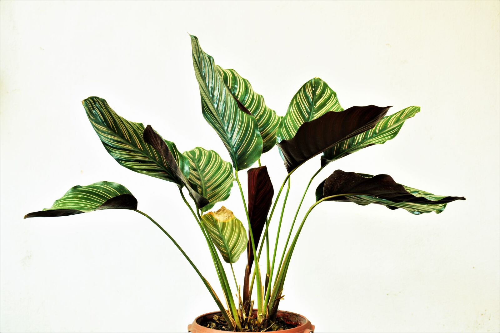 Nikon D5200 sample photo. Indoor plant, green plant photography