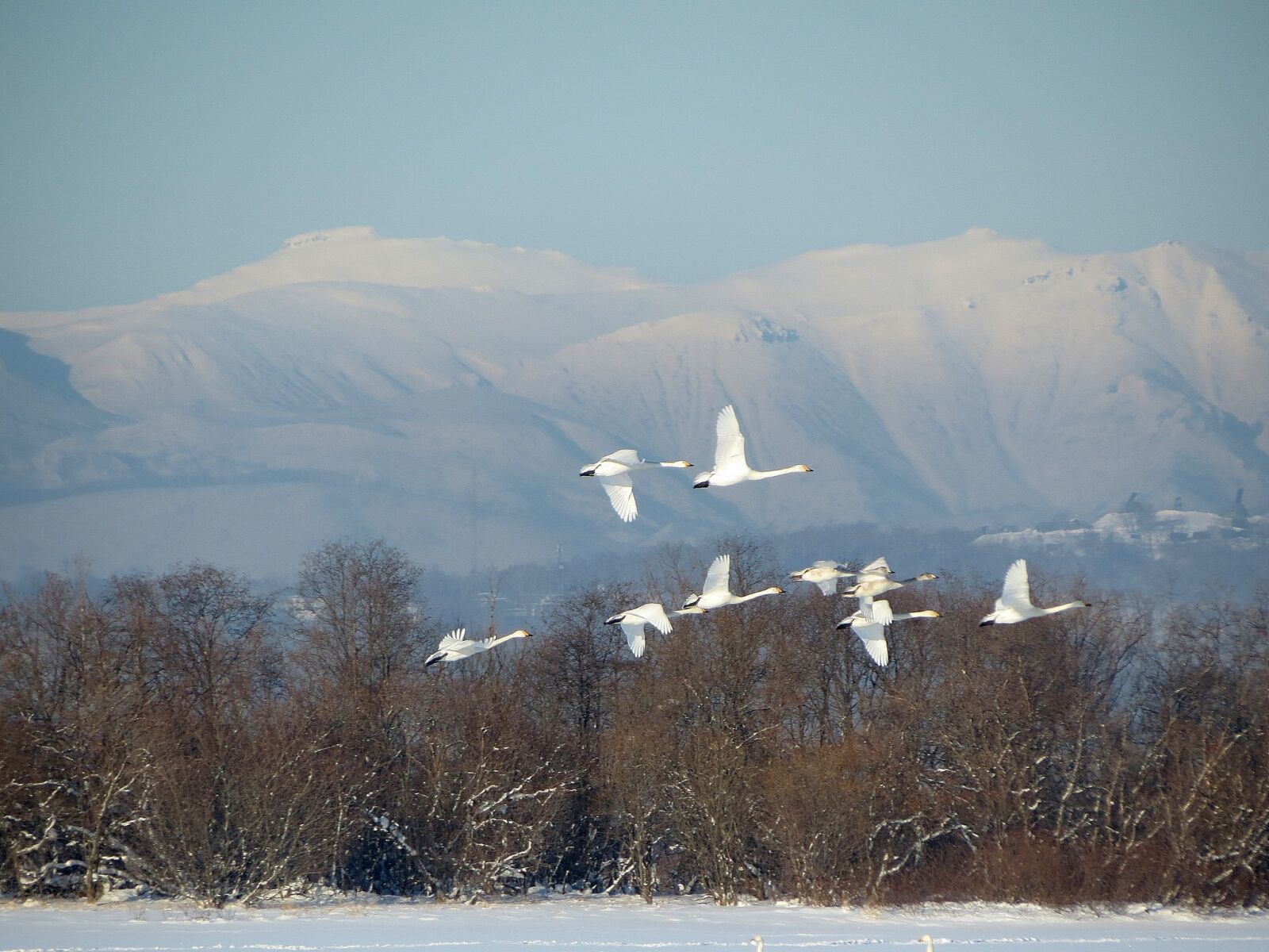 Canon PowerShot SX40 HS sample photo. The wild swans, the photography