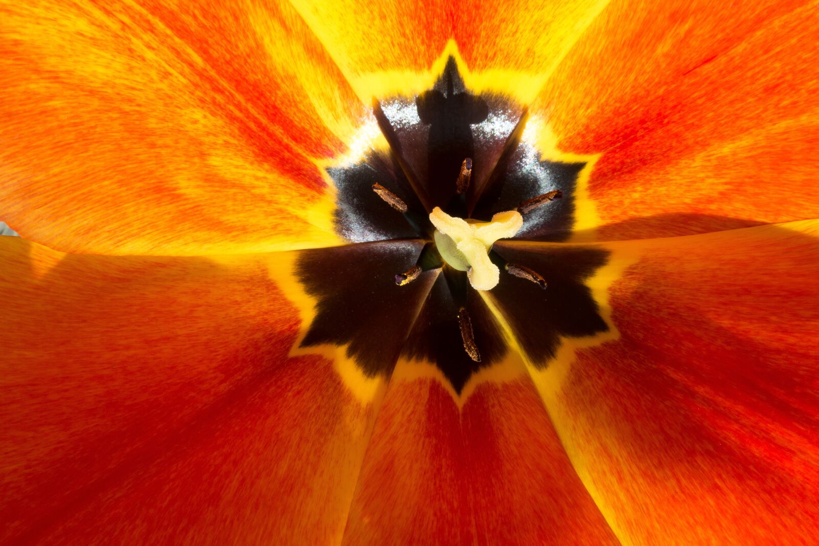 Sony Cyber-shot DSC-RX100 III sample photo. Tulip, stamp, stamens photography