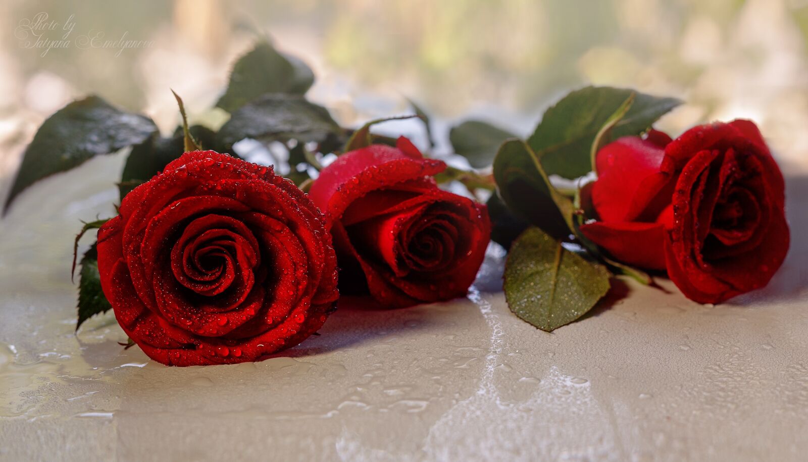 Canon EF 50mm F1.8 II sample photo. Roses, red, flowers photography
