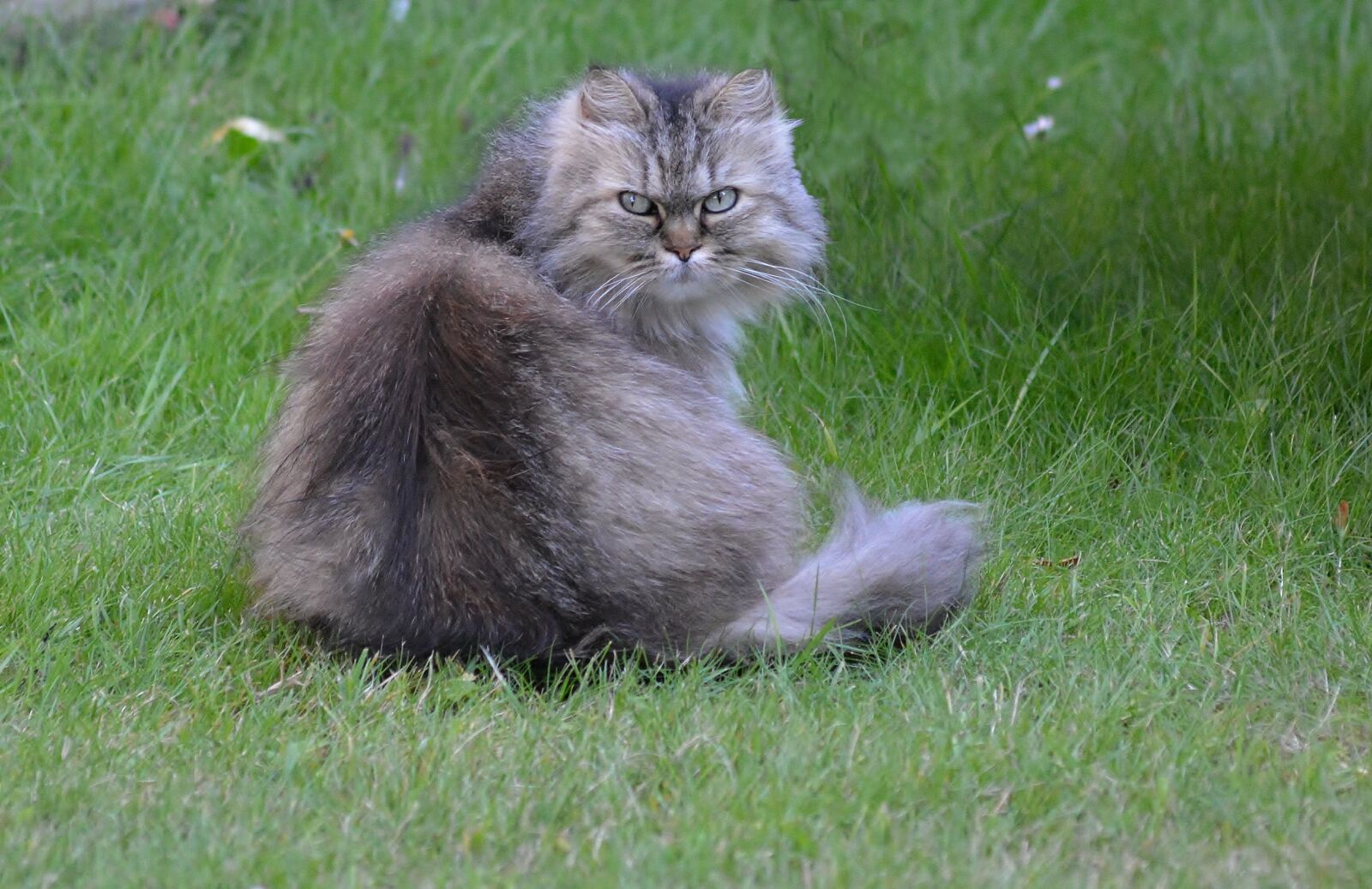 Nikon D5200 sample photo. Cat, domestic cat, portrait photography