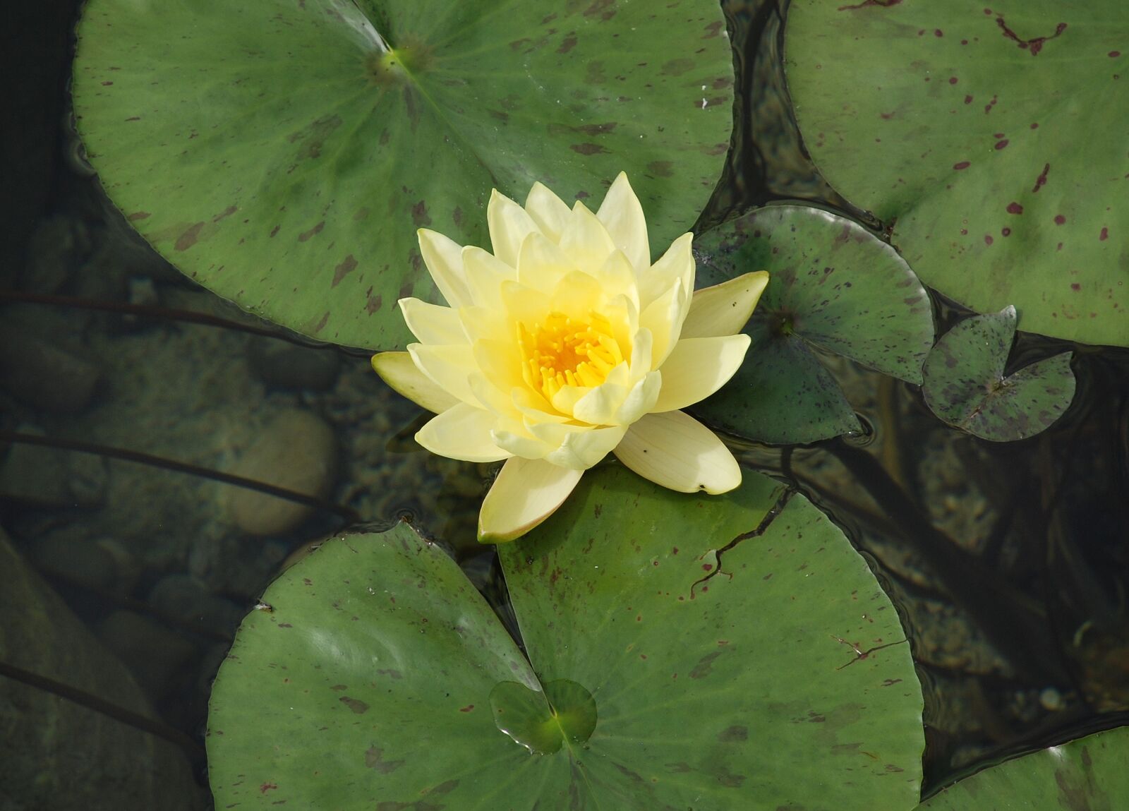 Nikon D80 sample photo. Water lily, water rose photography