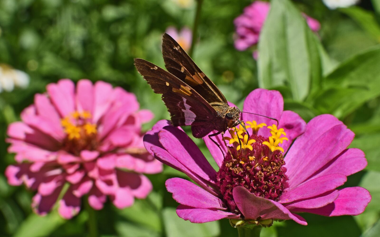 Nikon D3300 sample photo. Silver-spotted skipper on zinnia photography