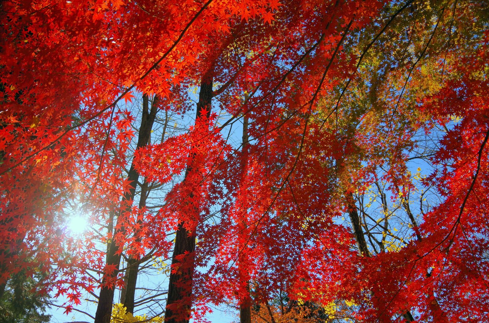 Pentax K-30 sample photo. Maple, autumn, autumnal leaves photography