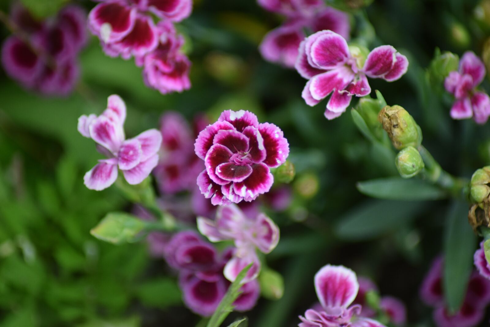 Nikon D3300 sample photo. Flowers, summer, nature photography