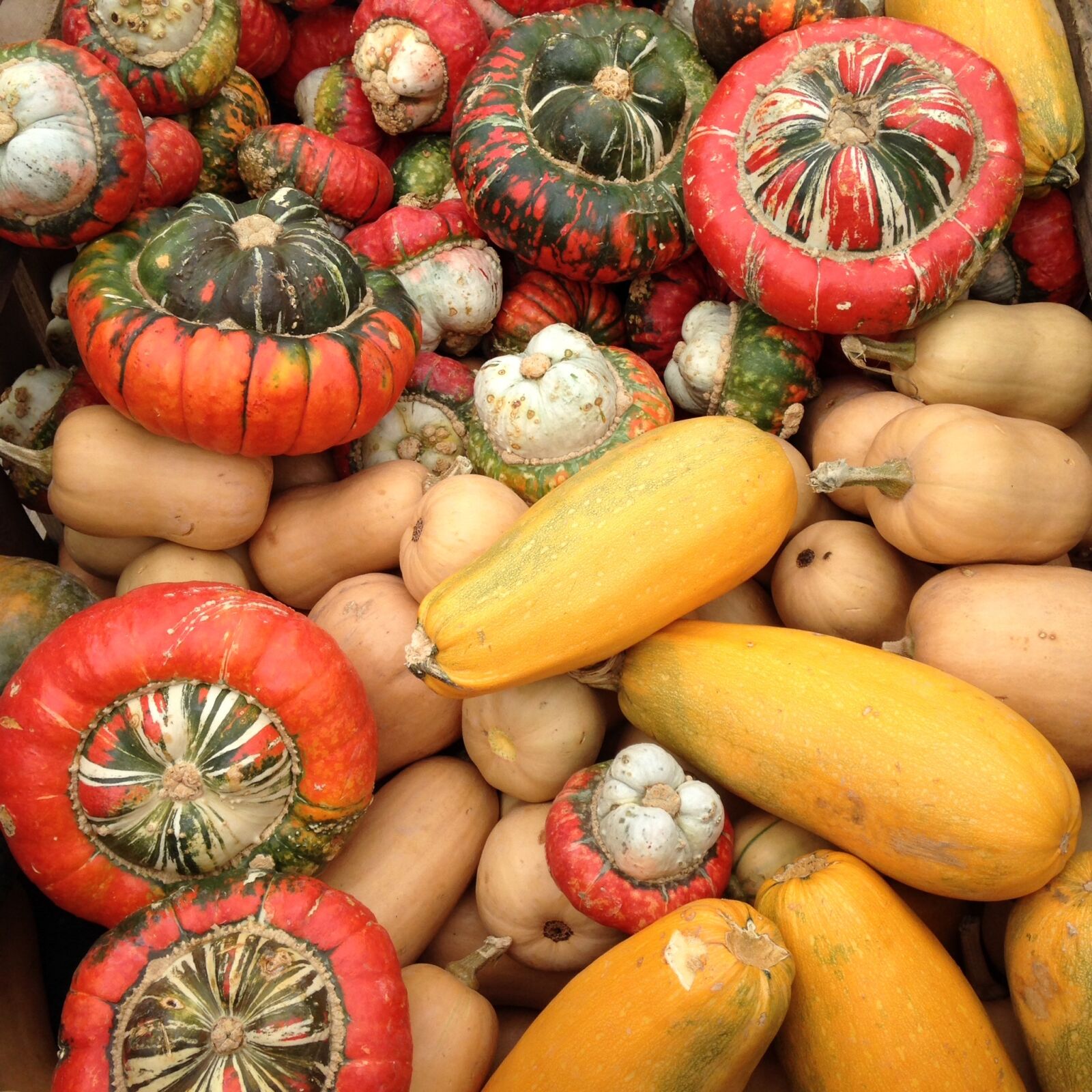 Apple iPhone 5c sample photo. Pumpkins, autumn, orchard photography