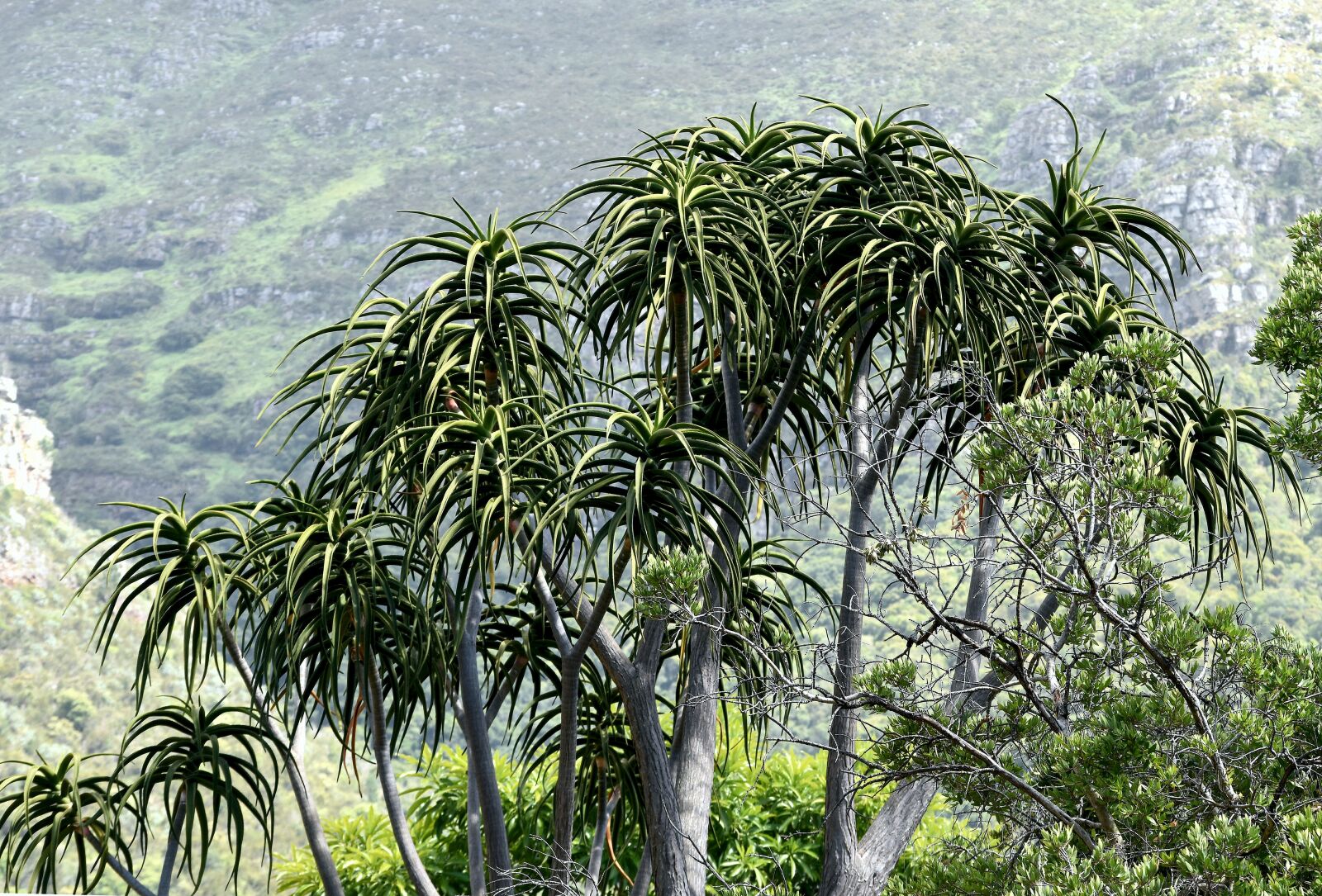 Nikon D5500 sample photo. Aloe tree, botanical, kirstenbosch photography