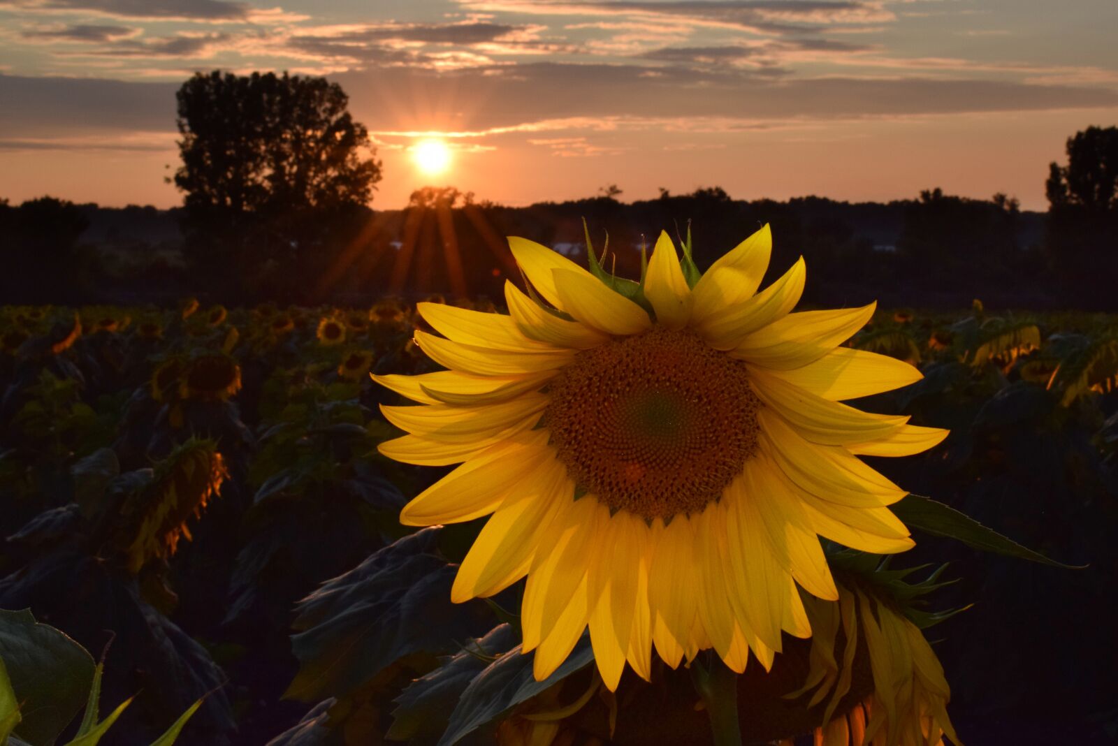 Nikon D3300 sample photo. Sunflower, sunflowes, yellow photography