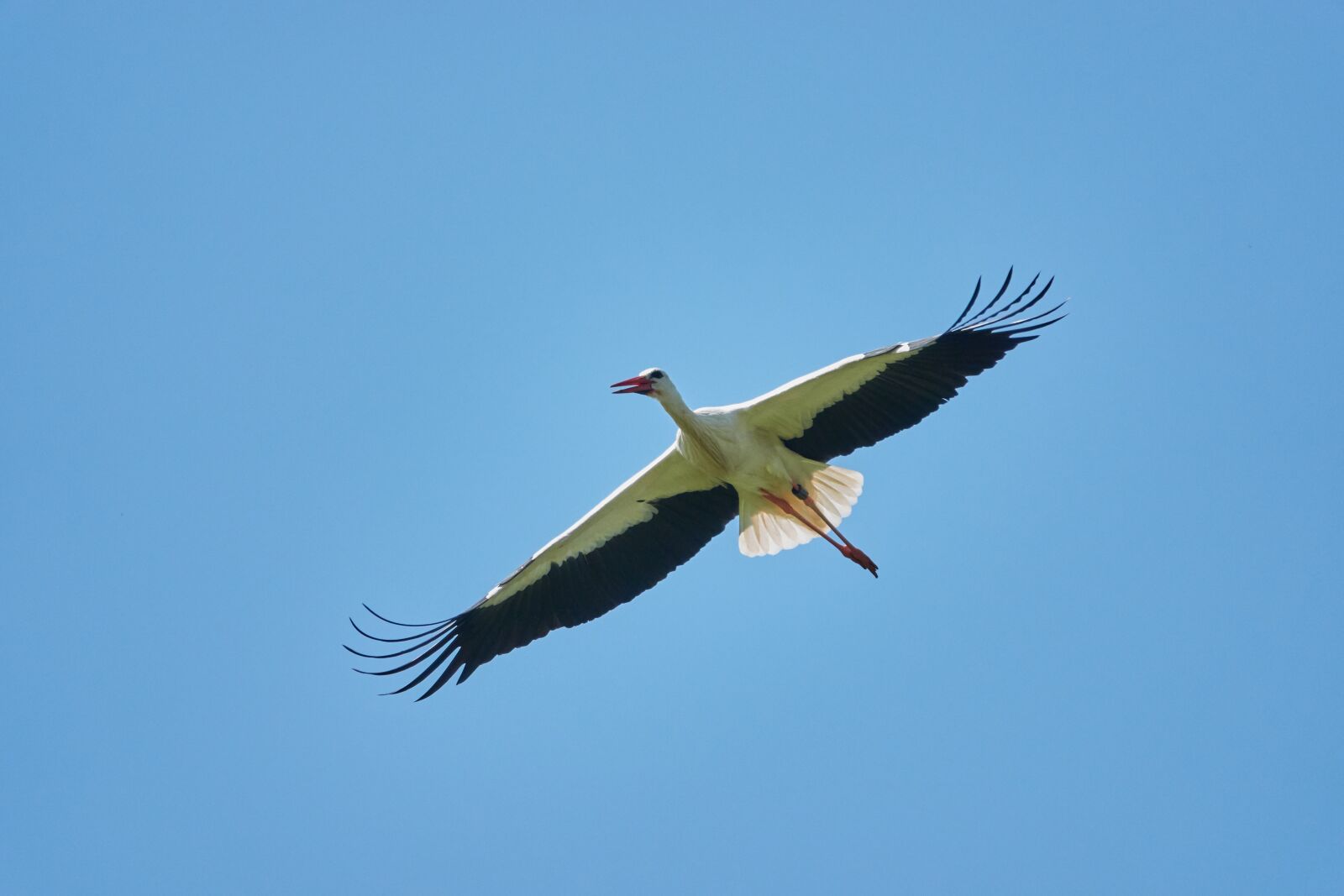 Sony Cyber-shot DSC-RX10 IV sample photo. Stork, sky, flying photography