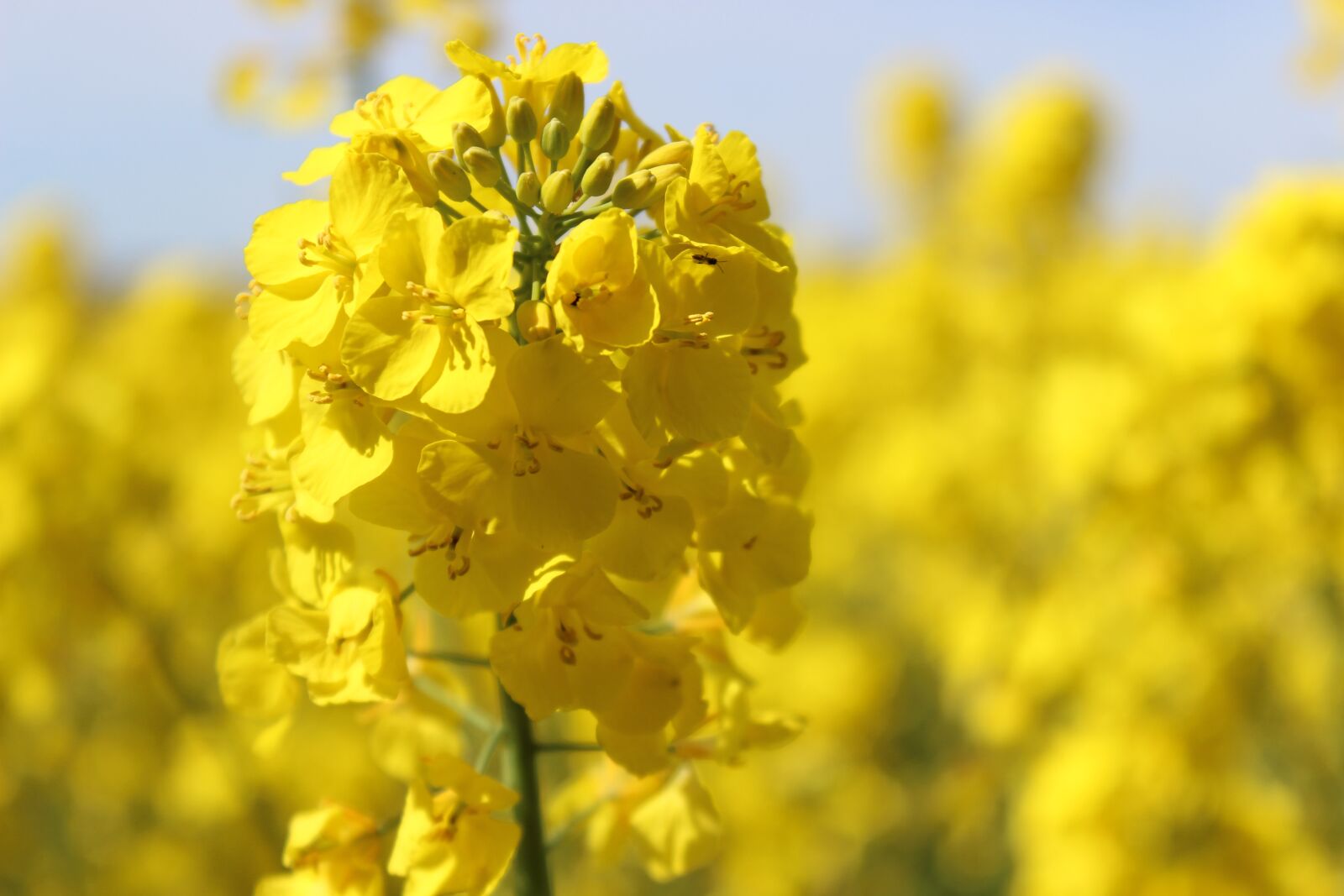 Canon EOS 600D (Rebel EOS T3i / EOS Kiss X5) sample photo. Oilseed rape, agriculture, yellow photography