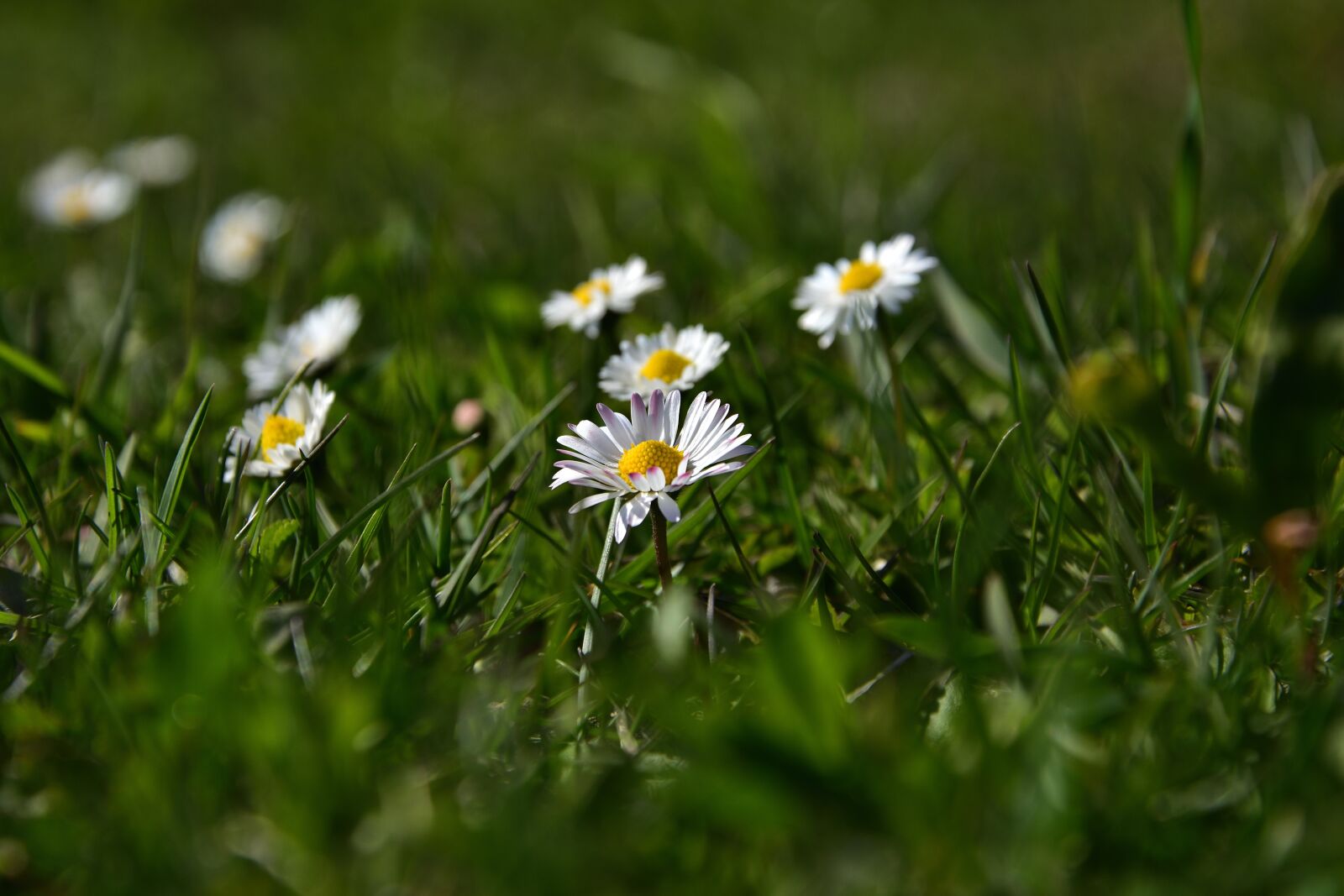 Nikon D3400 sample photo. Common daisy, spring, grass photography