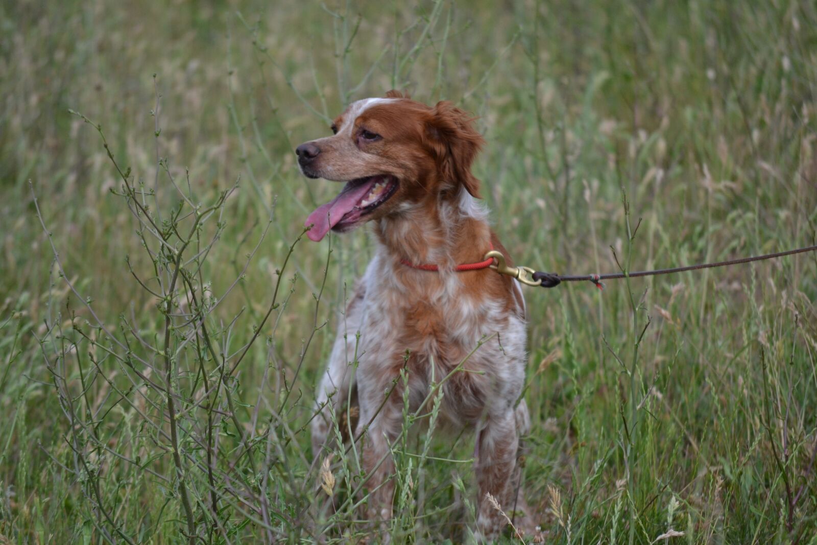 Nikon D3100 sample photo. Epagneul breton, hunting, dog photography