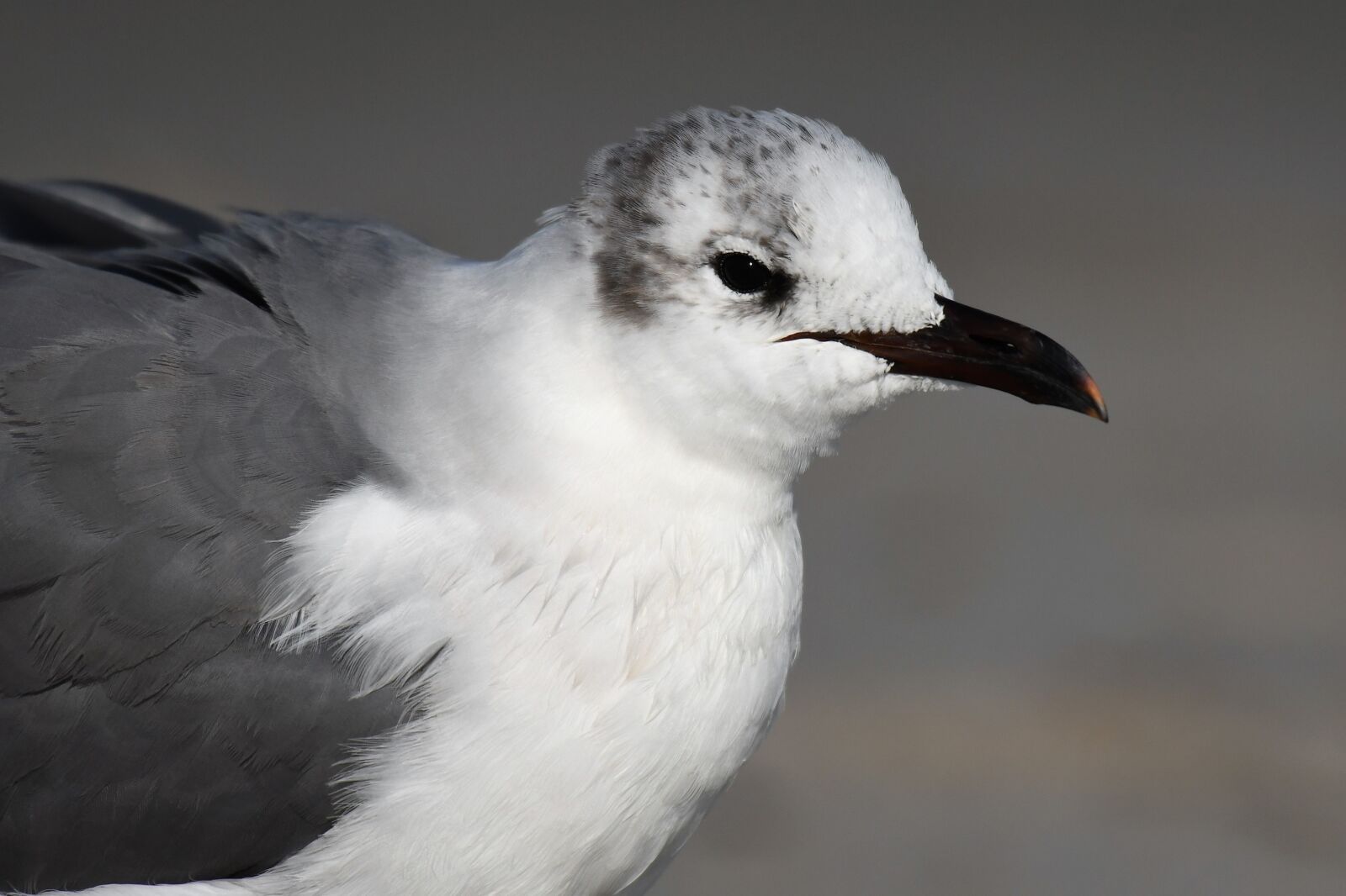 Nikon D500 sample photo. Florida, winter, seagull photography