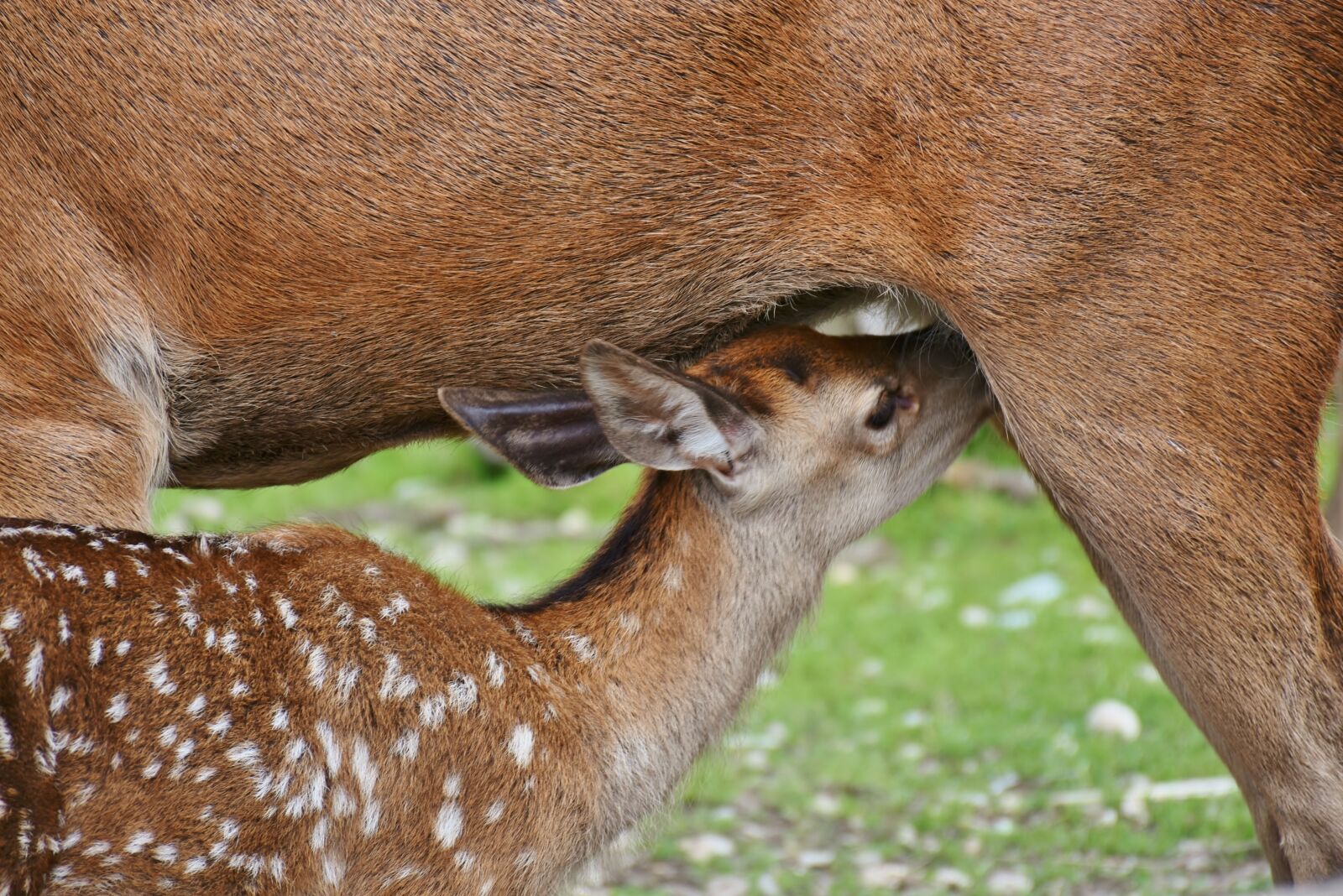 Nikon D7200 sample photo. Roe deer, kitz, dam photography