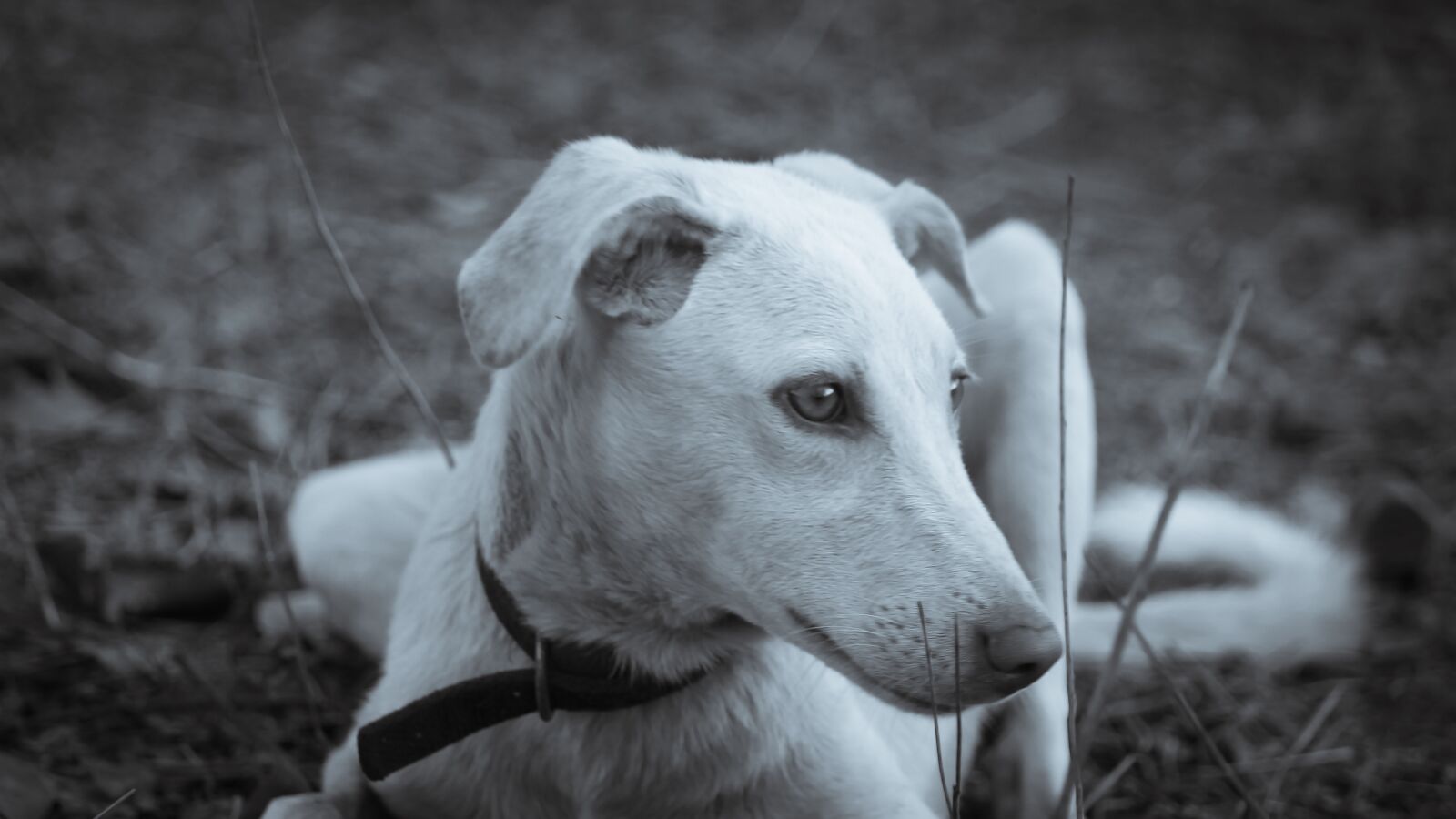Canon EOS 1200D (EOS Rebel T5 / EOS Kiss X70) sample photo. Puppy, animal, cute photography