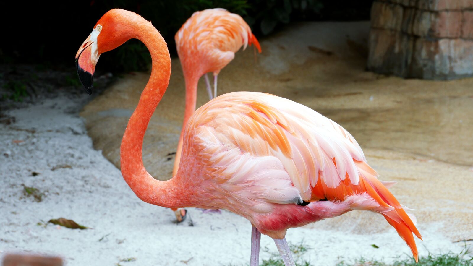 Panasonic Lumix DMC-G85 (Lumix DMC-G80) sample photo. Flamingos, zoo, pink photography