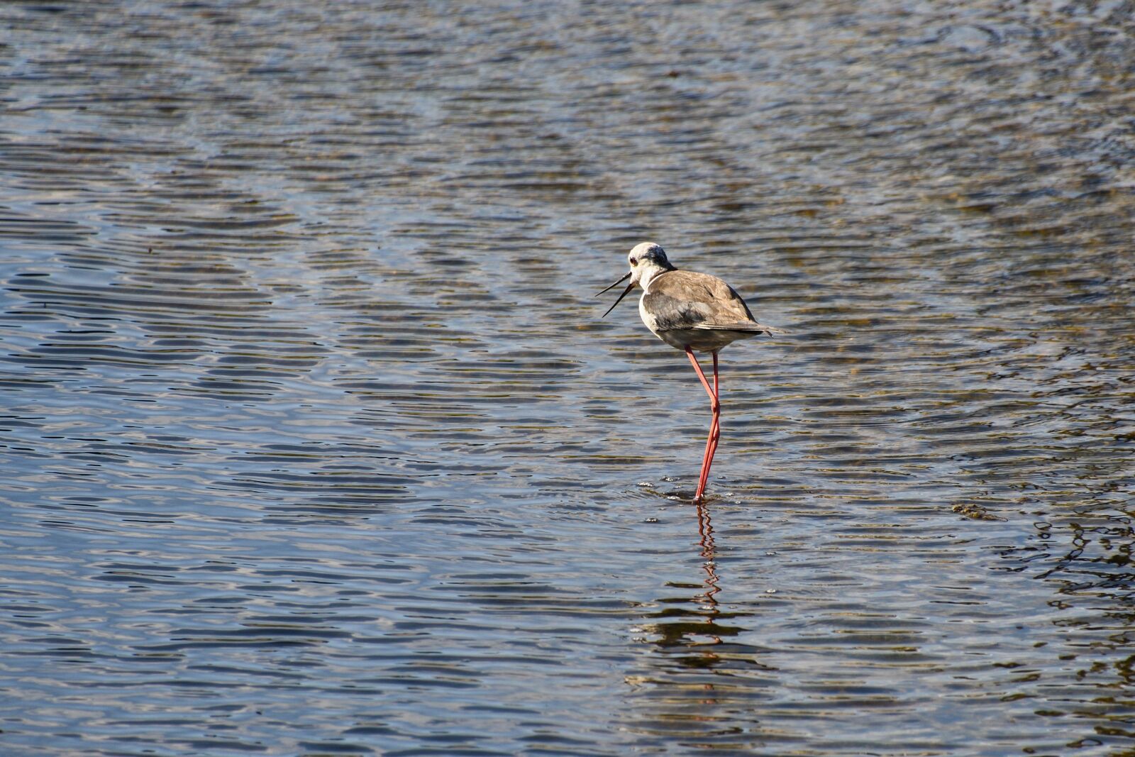 Nikon D500 sample photo. Black-winged stilt, wader, bird photography