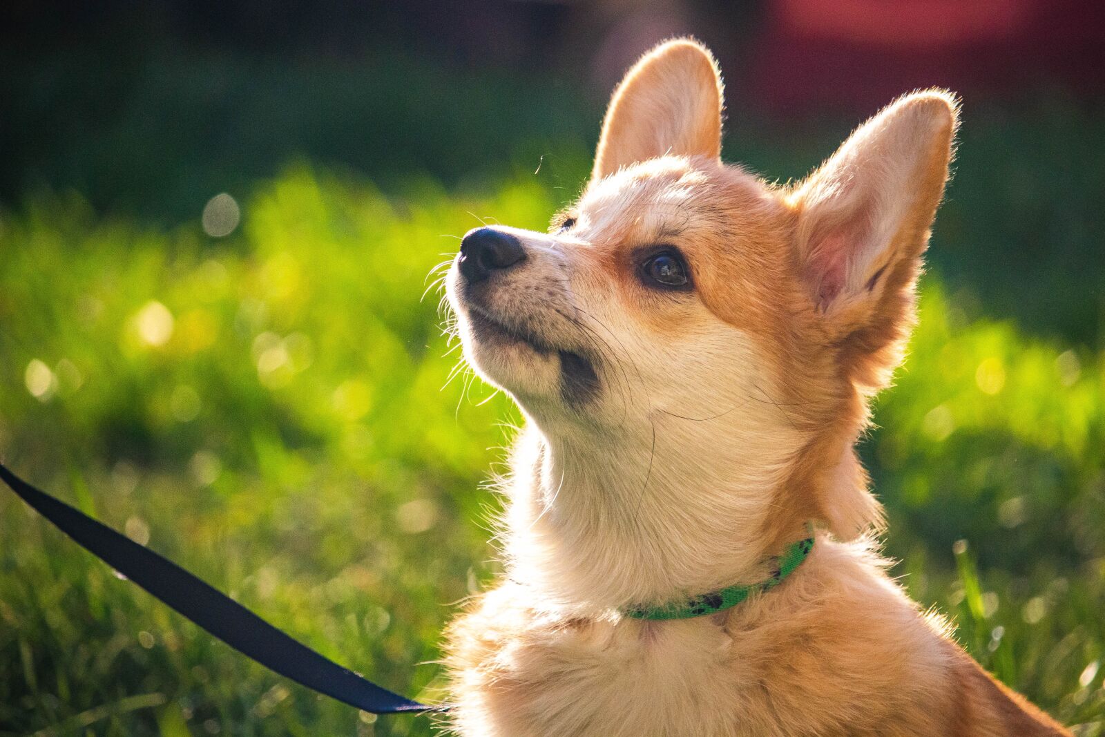 Canon EOS 100D (EOS Rebel SL1 / EOS Kiss X7) + Canon EF-S 55-250mm F4-5.6 IS STM sample photo. Pembroke welsh corgi, welsh photography