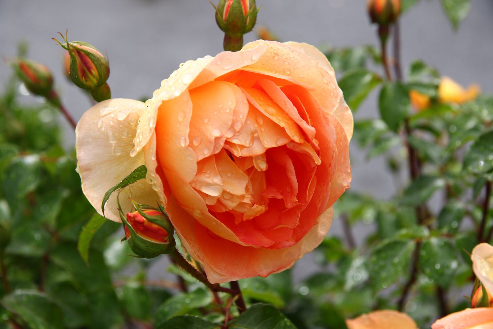 Canon EF-S 17-85mm F4-5.6 IS USM sample photo. Roses, blossom, bloom photography