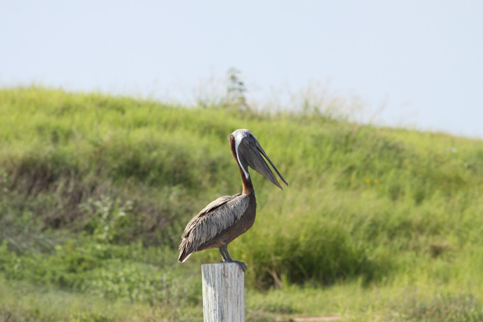 Canon EOS 50D sample photo. Bird, pelican, nature photography