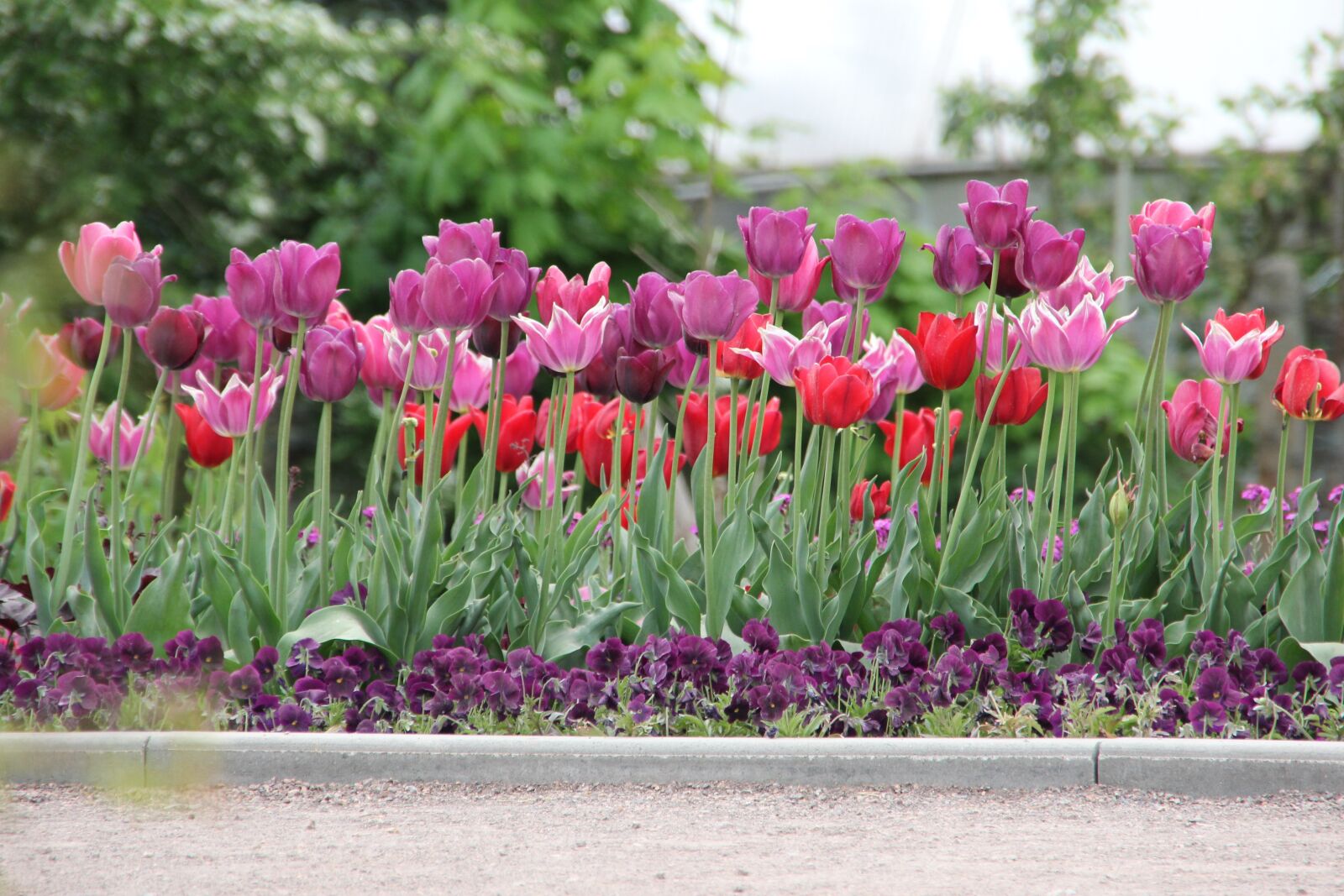 Canon EOS 60D sample photo. Tulips, tulipa, tulpenzwiebel photography