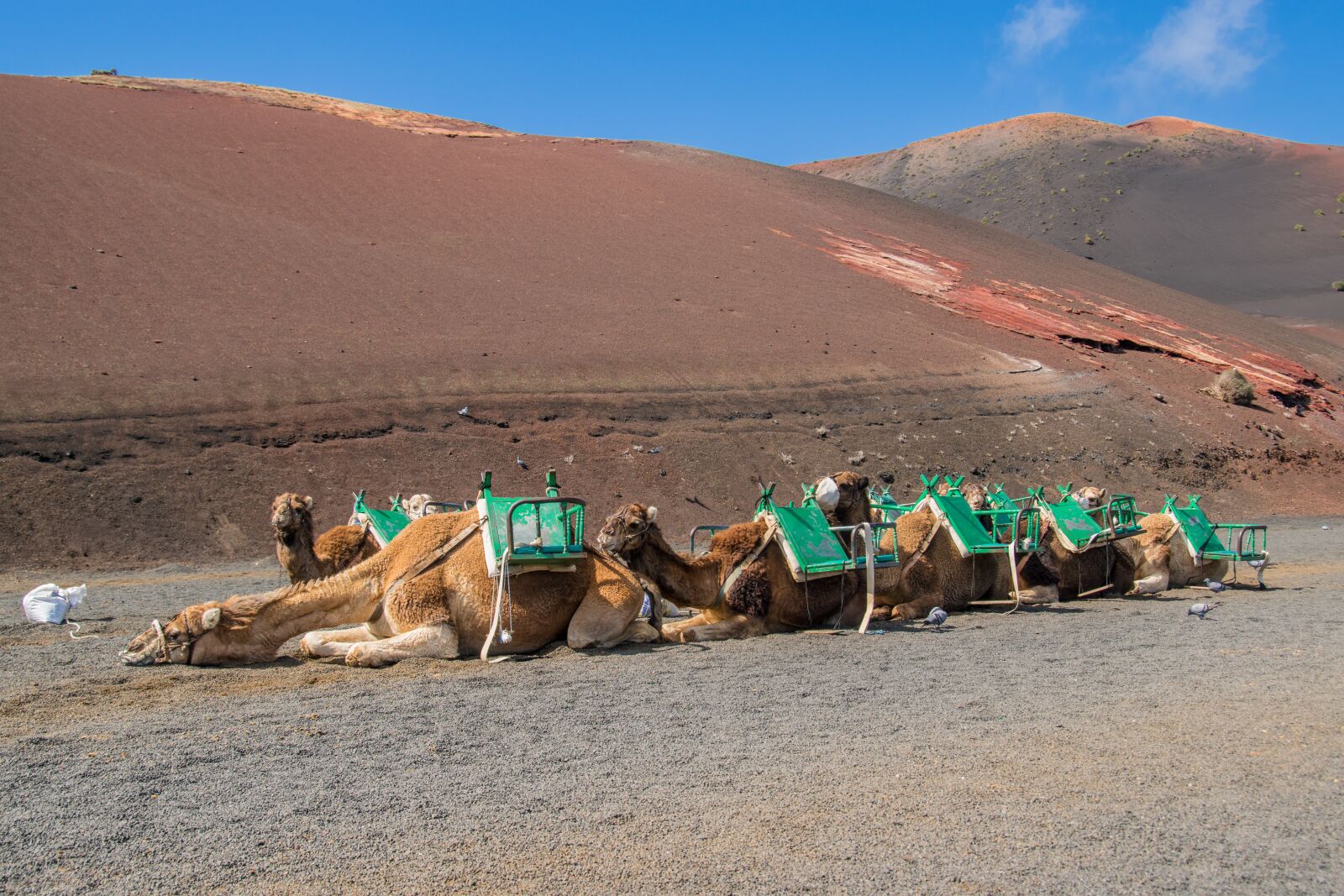 Nikon D5500 sample photo. Sand, desert, camel photography