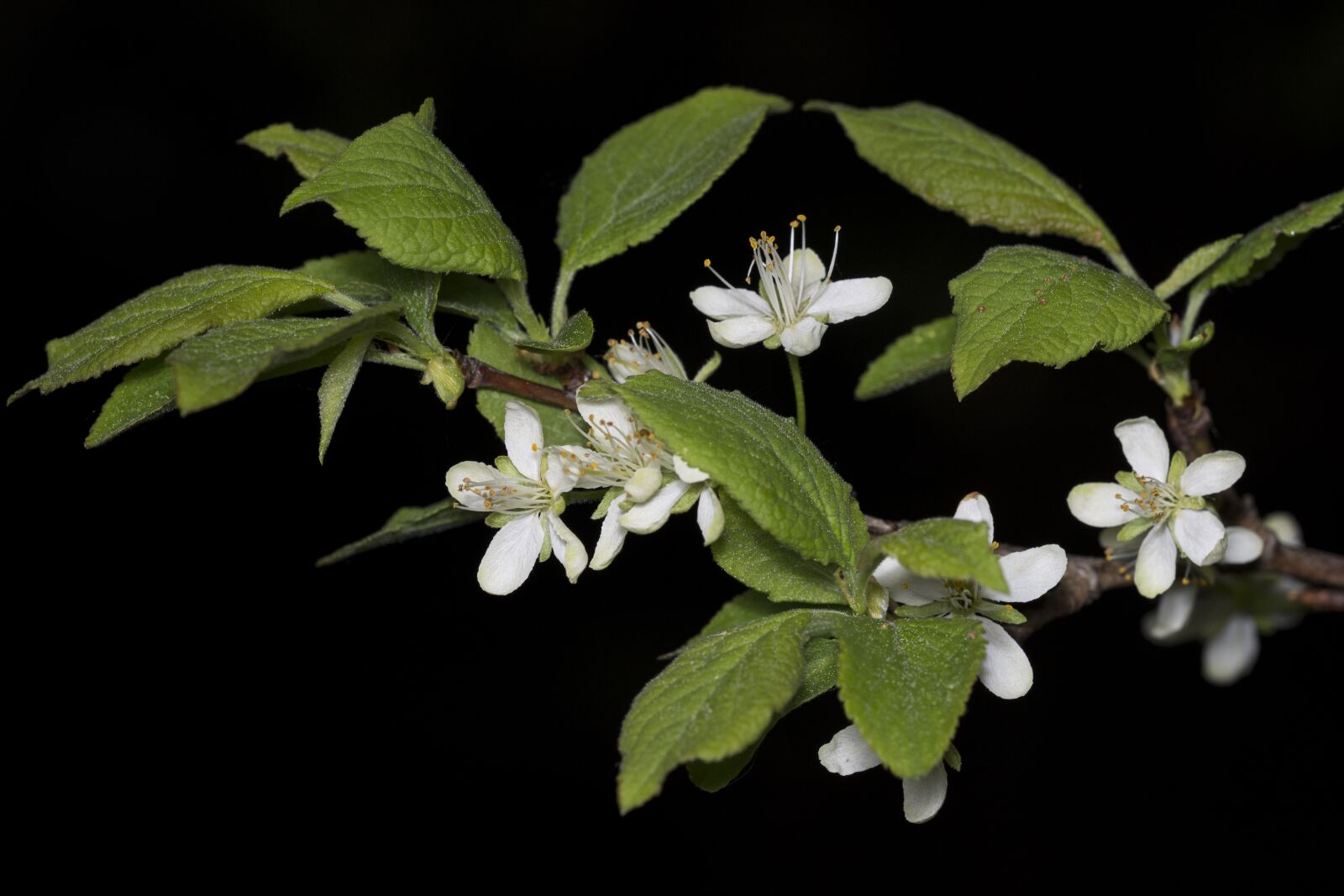 Nikon D7200 sample photo. Flower, bloom, tree photography