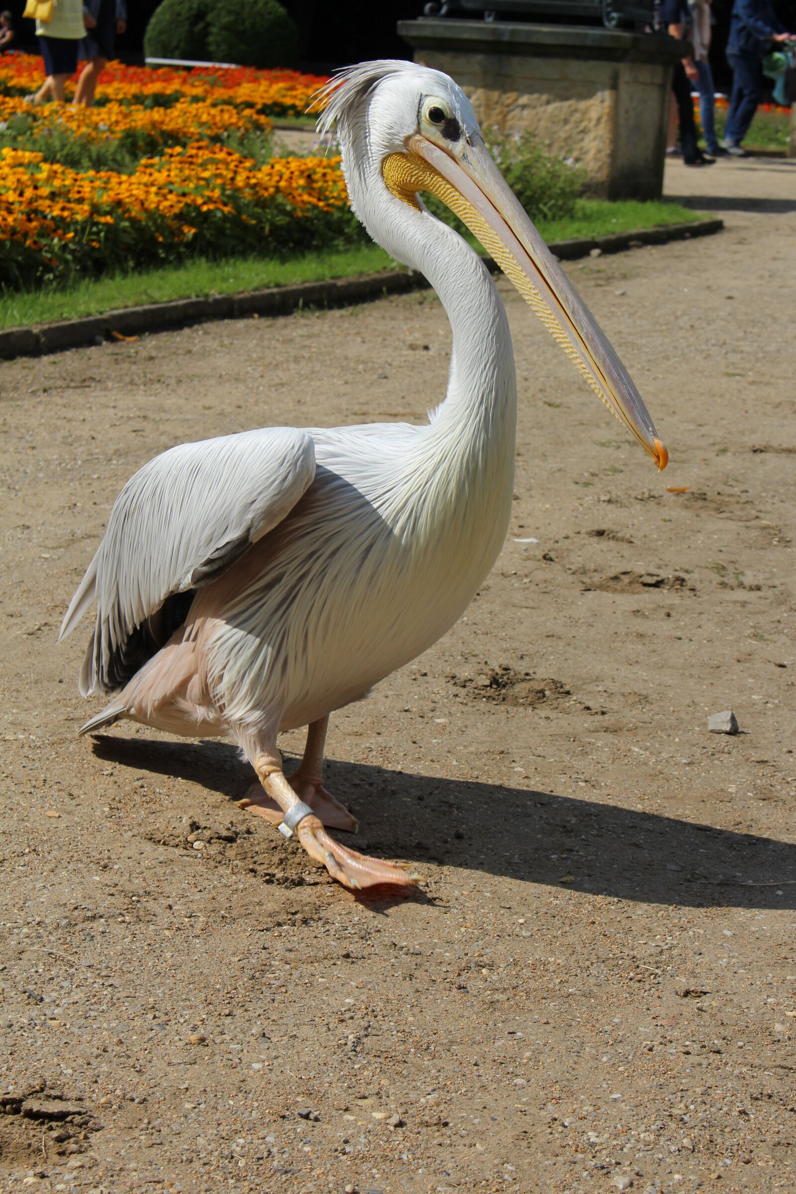 Canon EOS 700D (EOS Rebel T5i / EOS Kiss X7i) sample photo. Pelikan, zoo, beauty photography