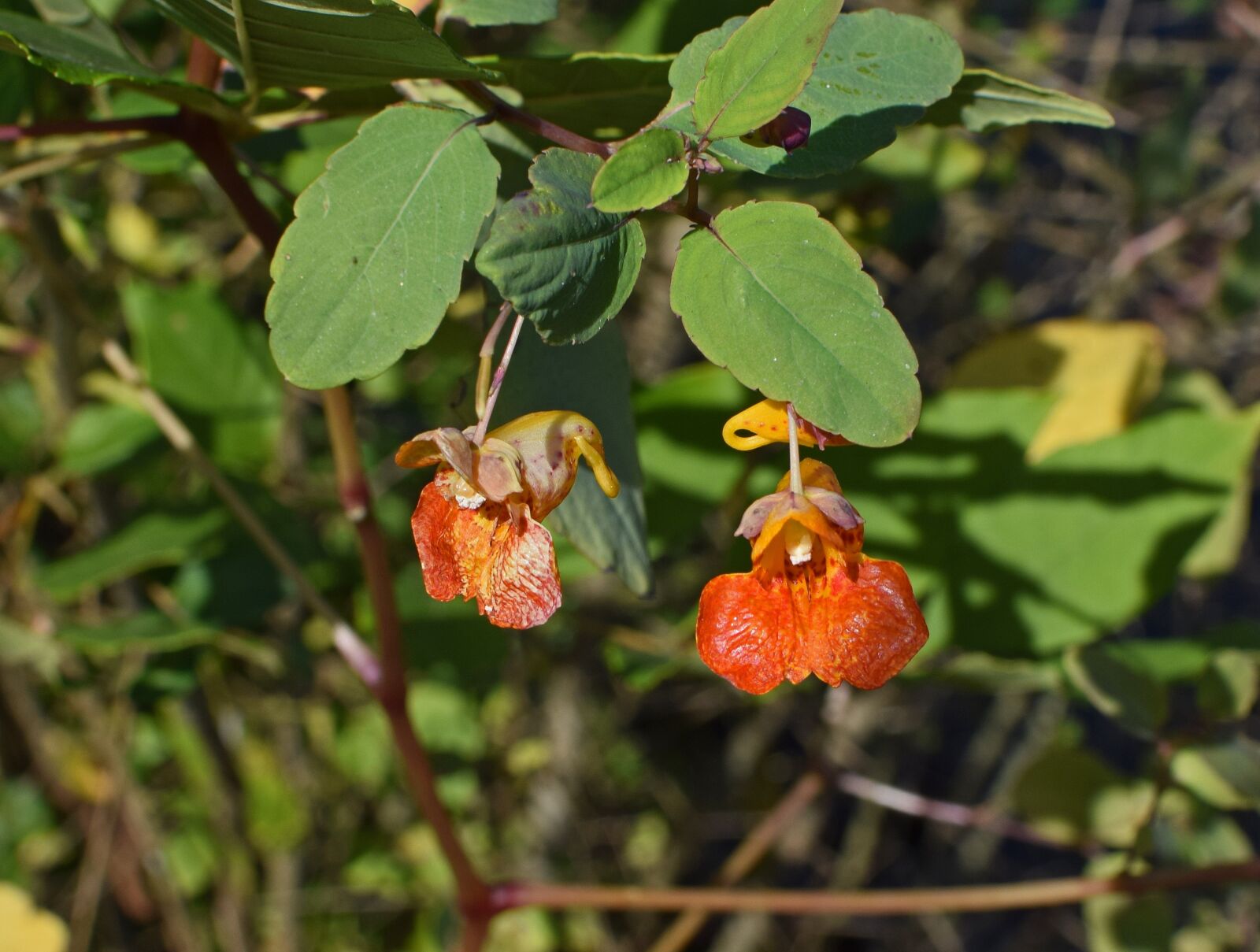 Nikon D3300 sample photo. Orange jewelweed, touch-me-not, impatiens photography