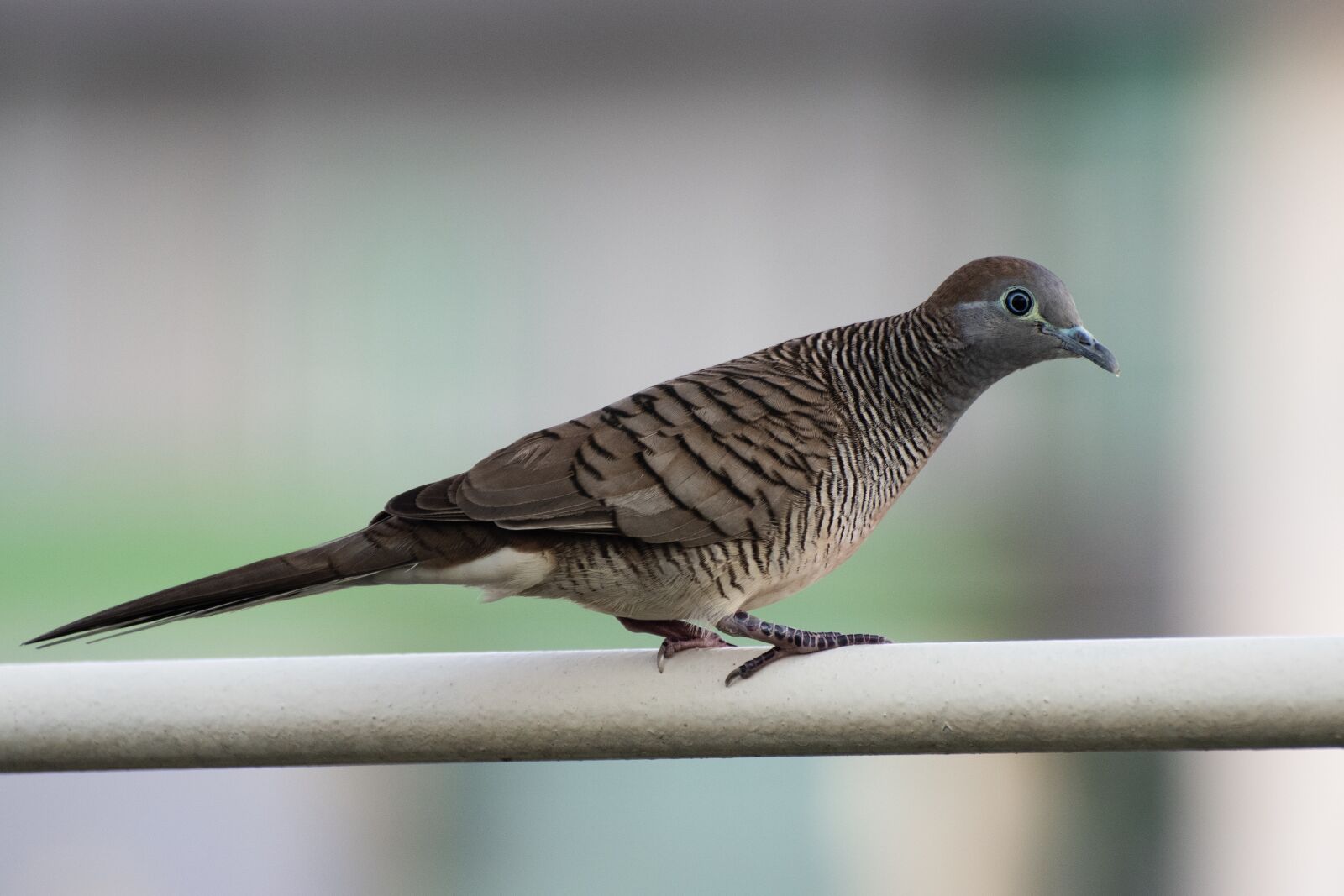 Nikon D7500 sample photo. Bird, dove, spotted dove photography