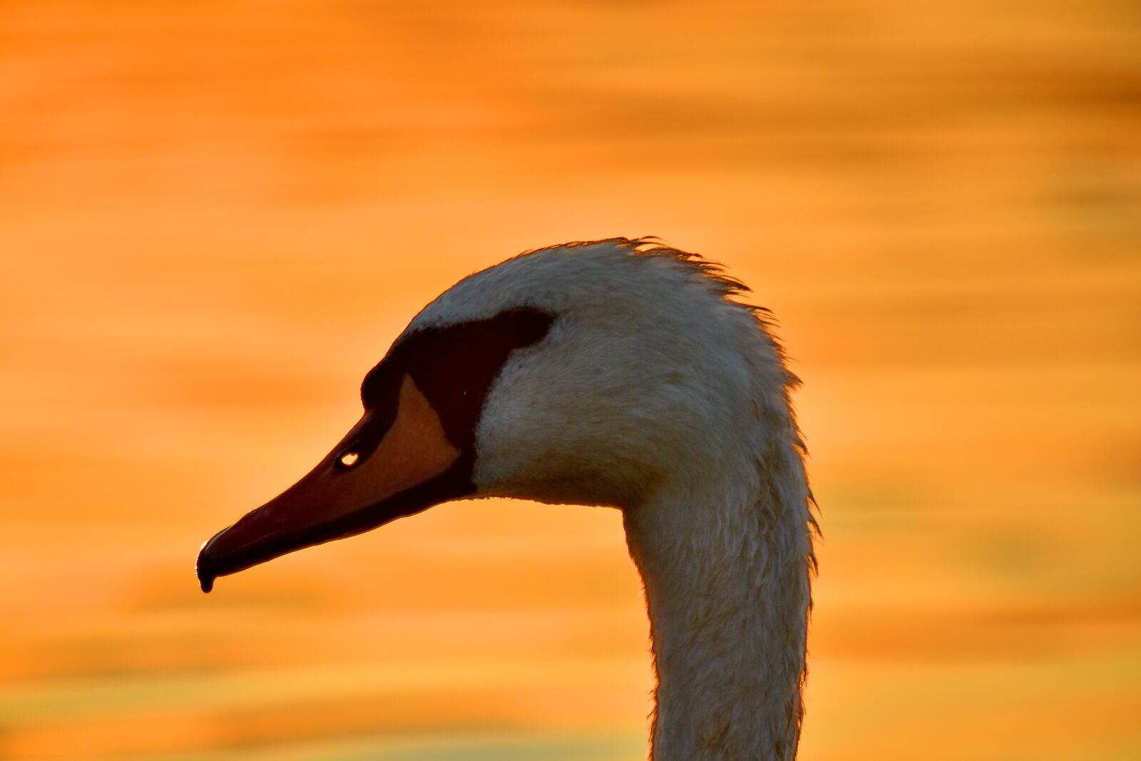 Nikon D5500 sample photo. Beak, head, side view photography
