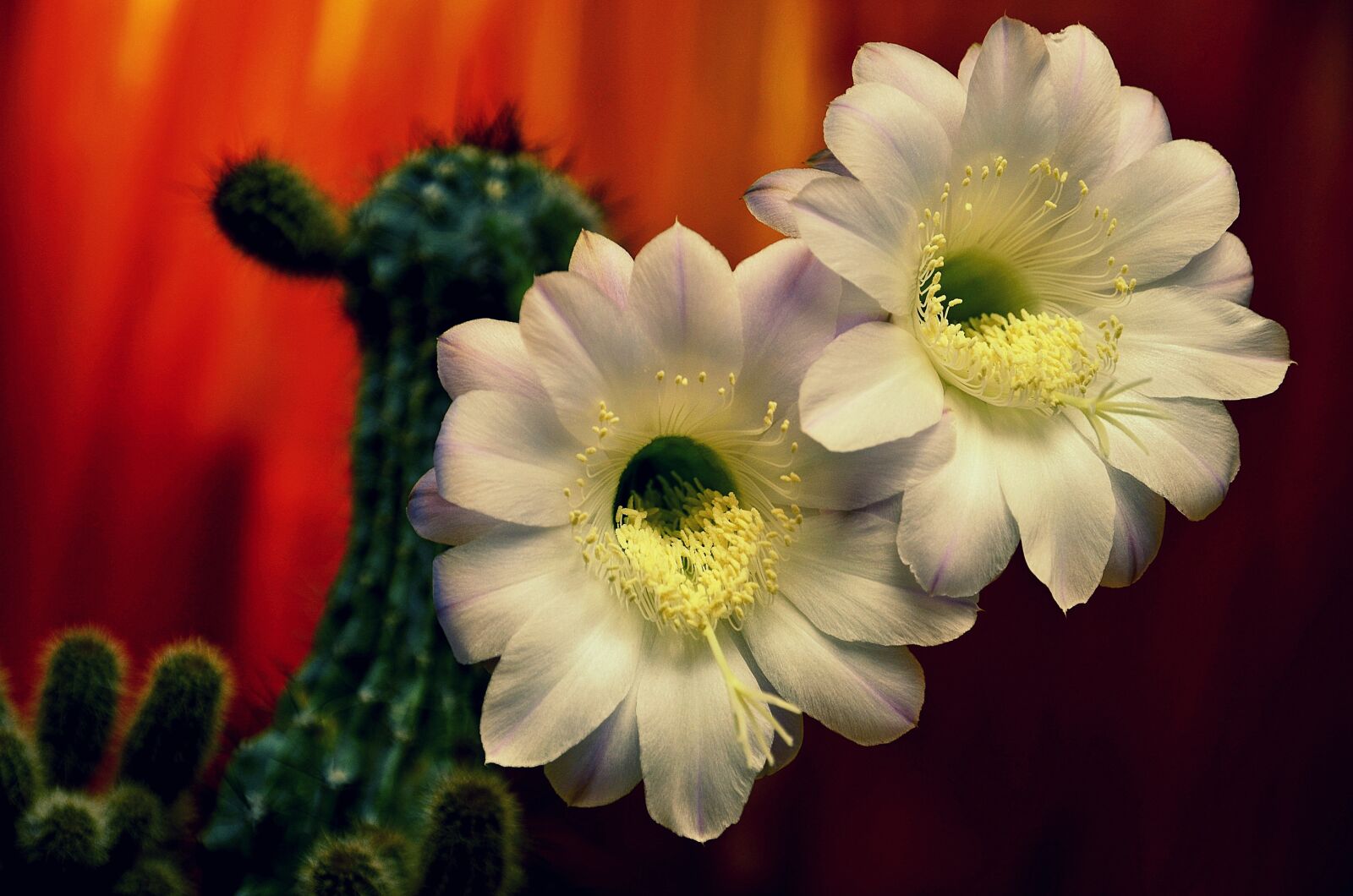 Nikon D5100 sample photo. Cactus, flower, nature photography