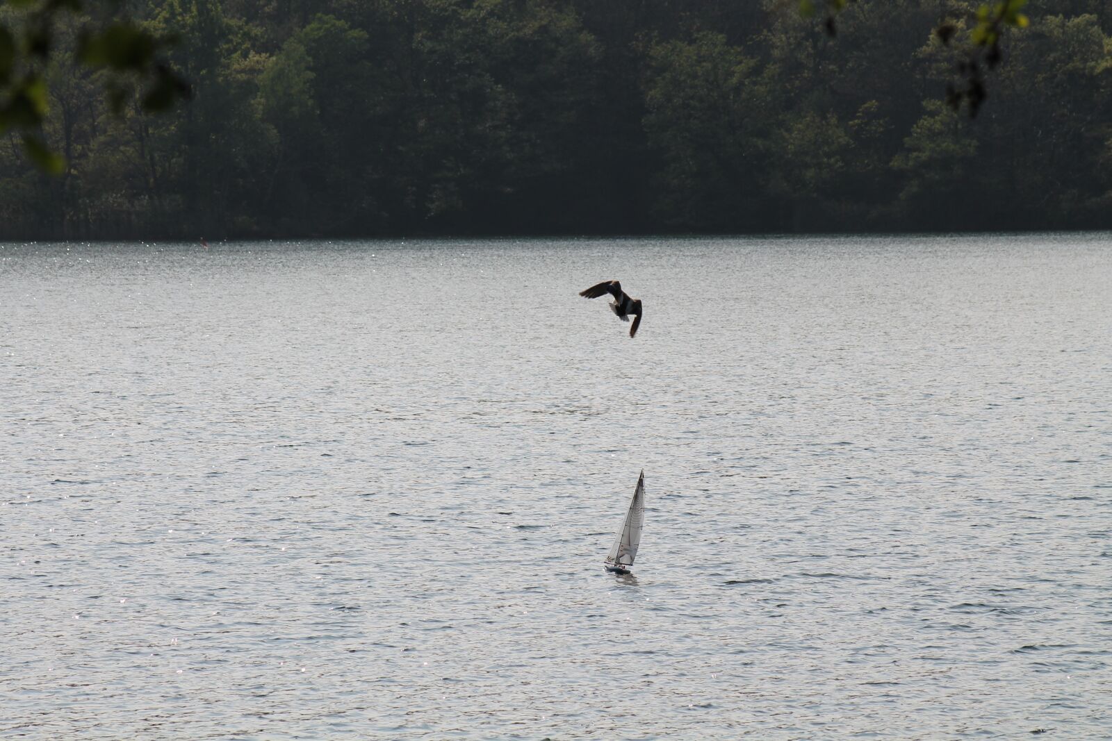 Canon EF 75-300mm f/4-5.6 sample photo. Lake, flight, boat sail photography
